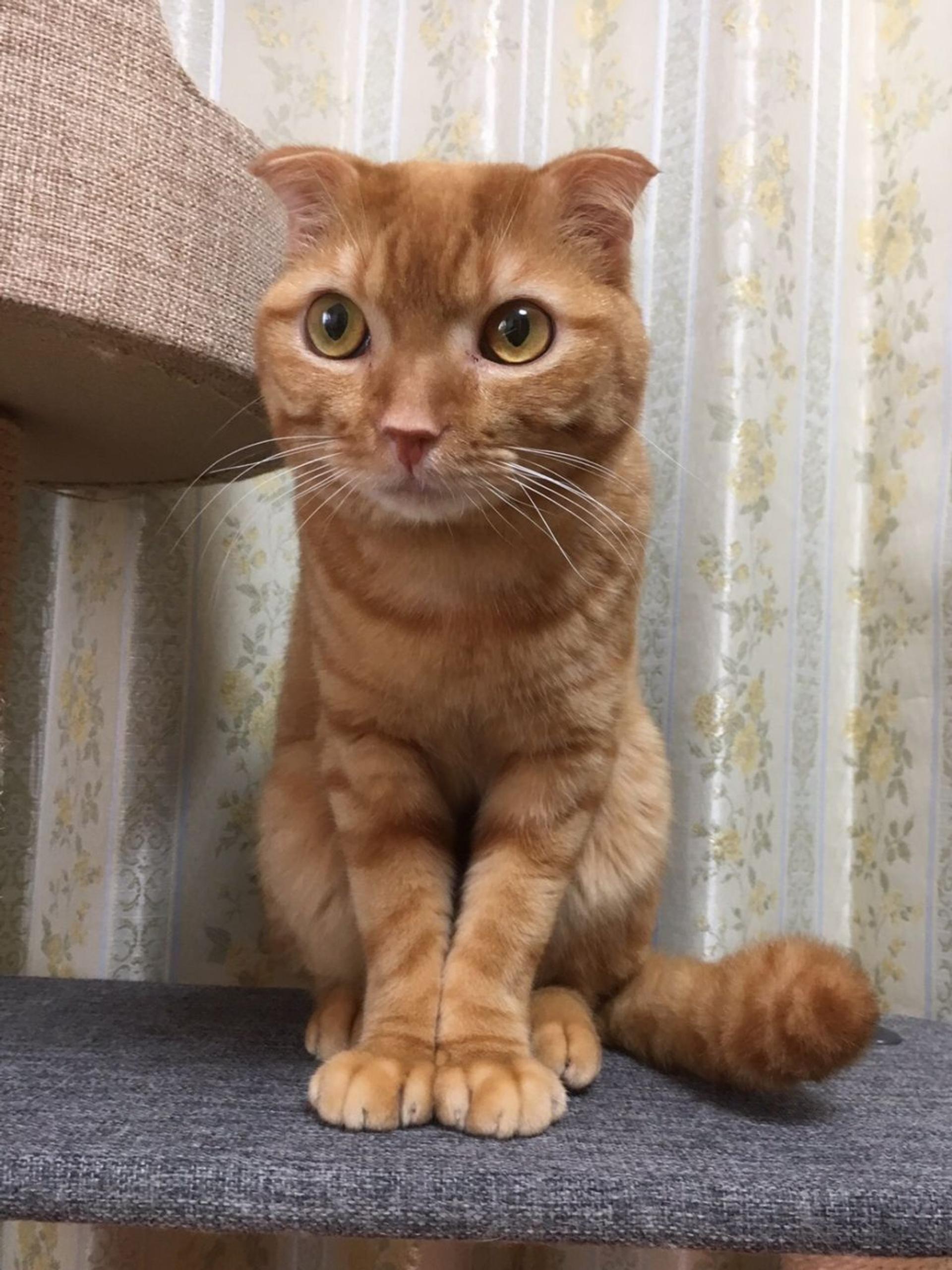 pet-image-7