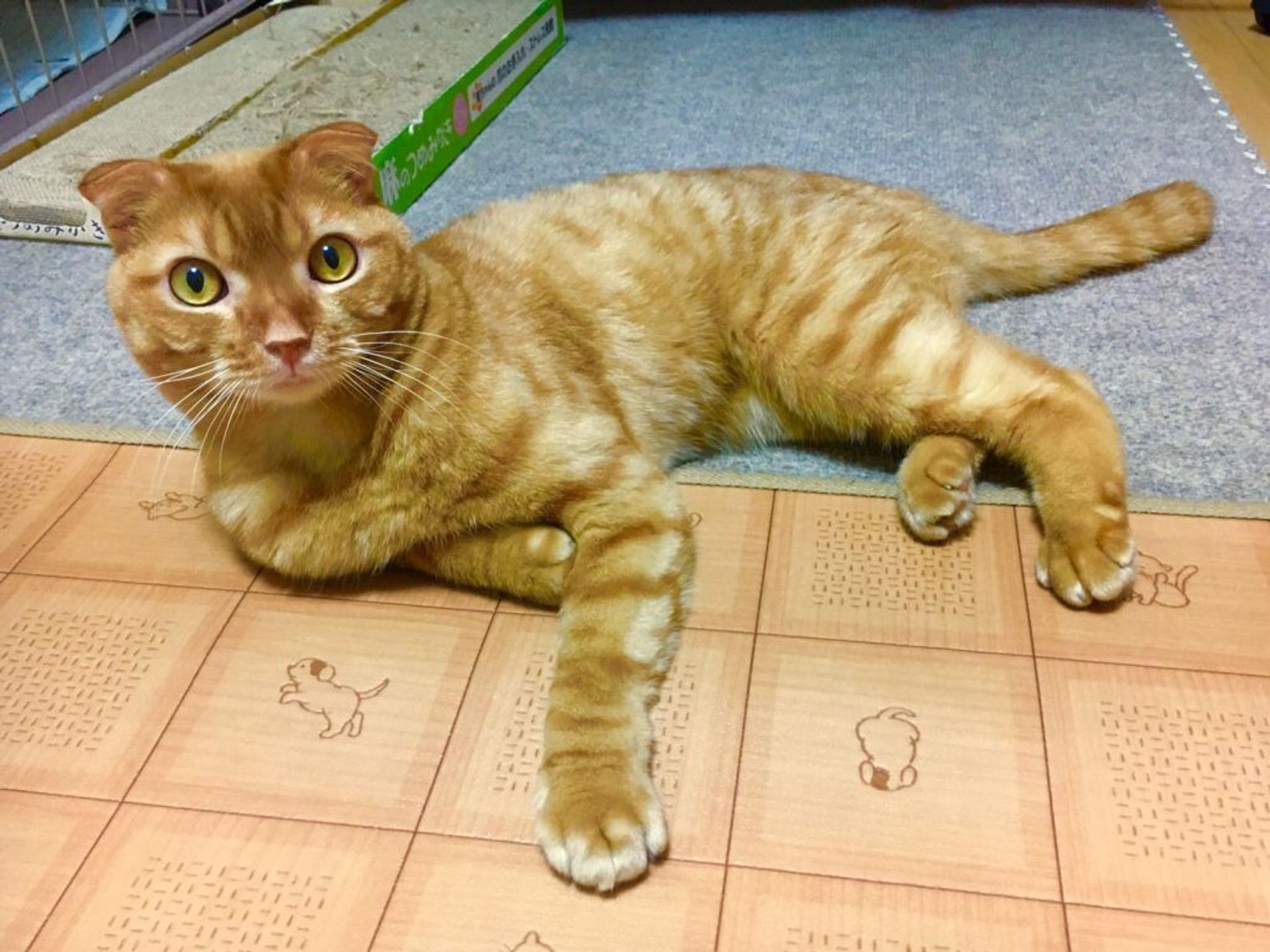 雑種（ミックス猫）・オスの里親募集の写真