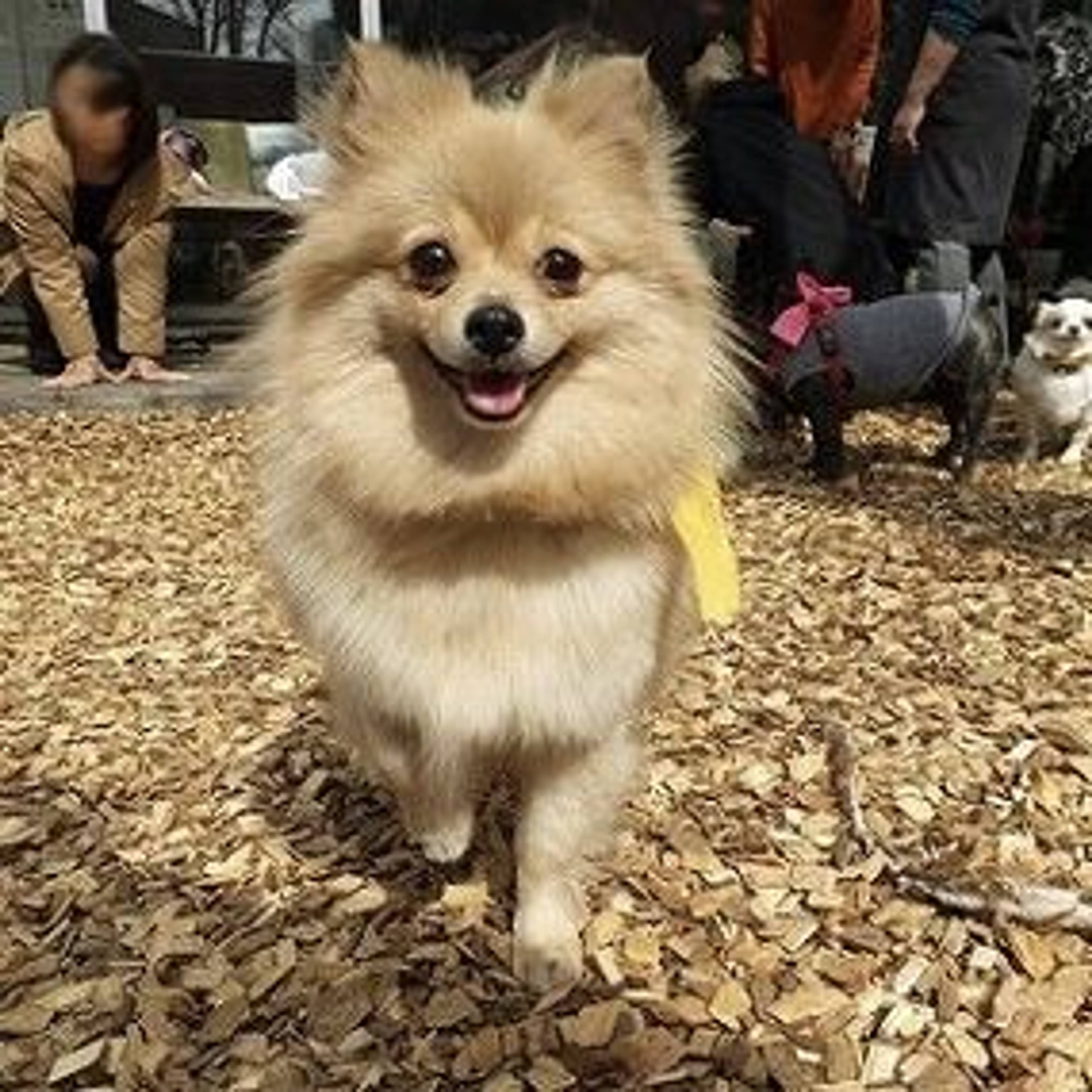 ポメラニアン・メスの里親募集の写真
