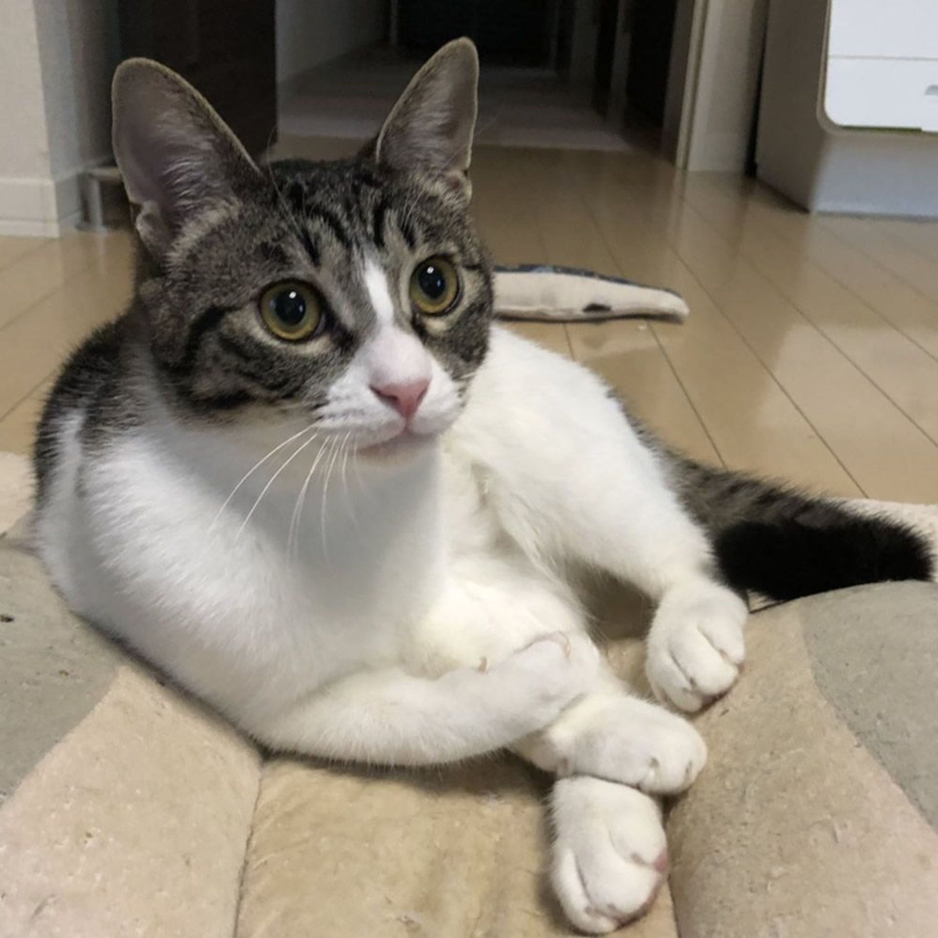 雑種（ミックス猫）・オスの里親募集の写真