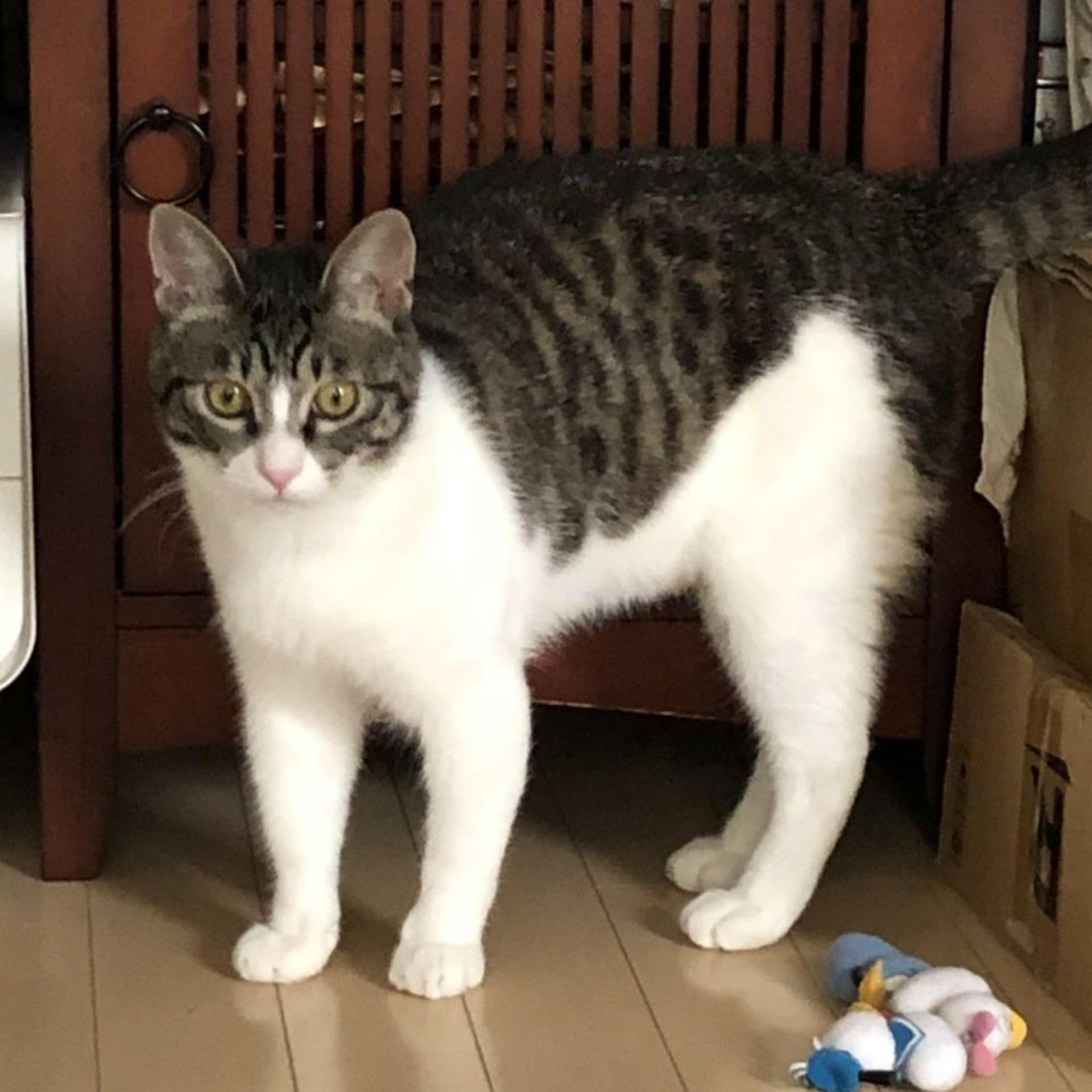 pet-image-2
