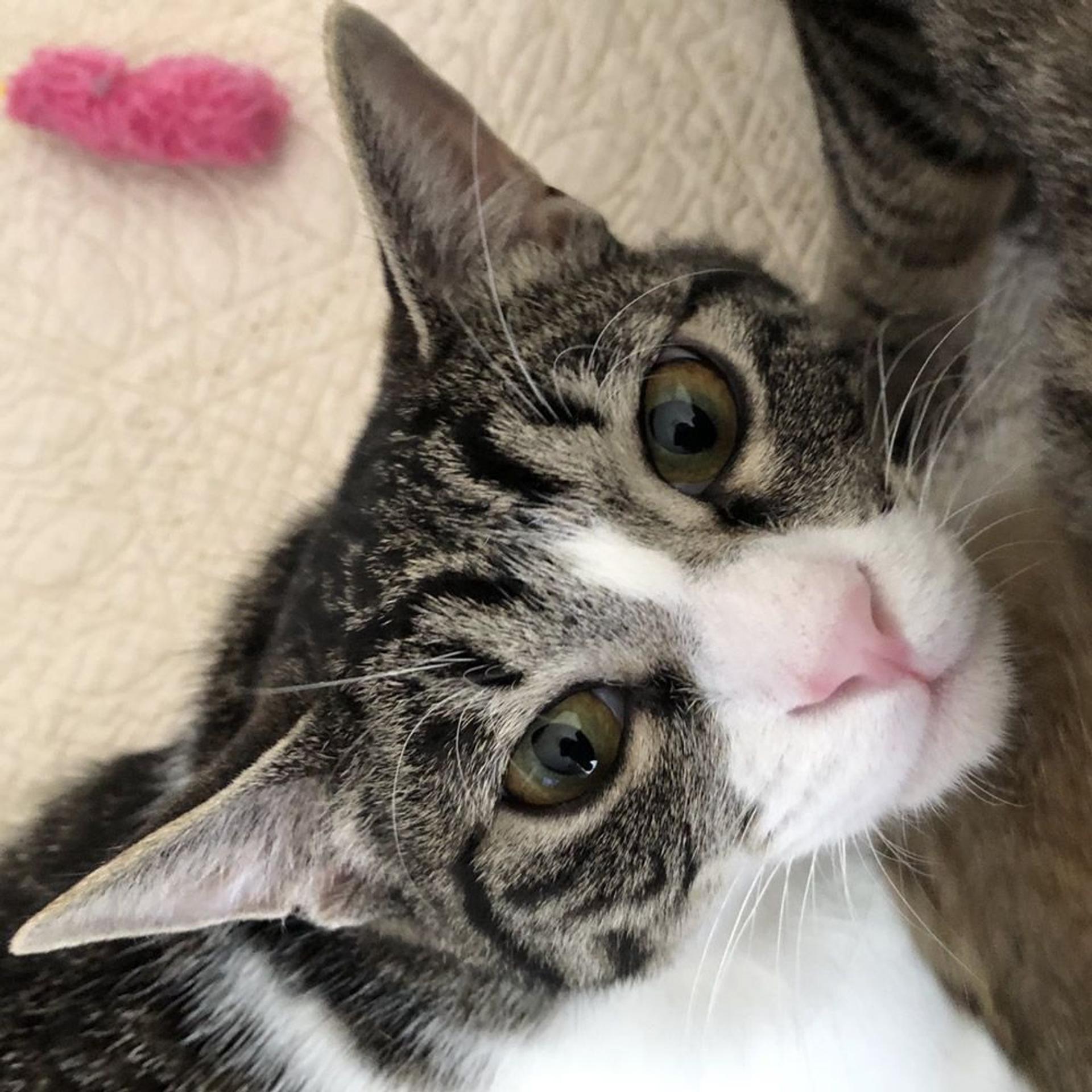 pet-image-3
