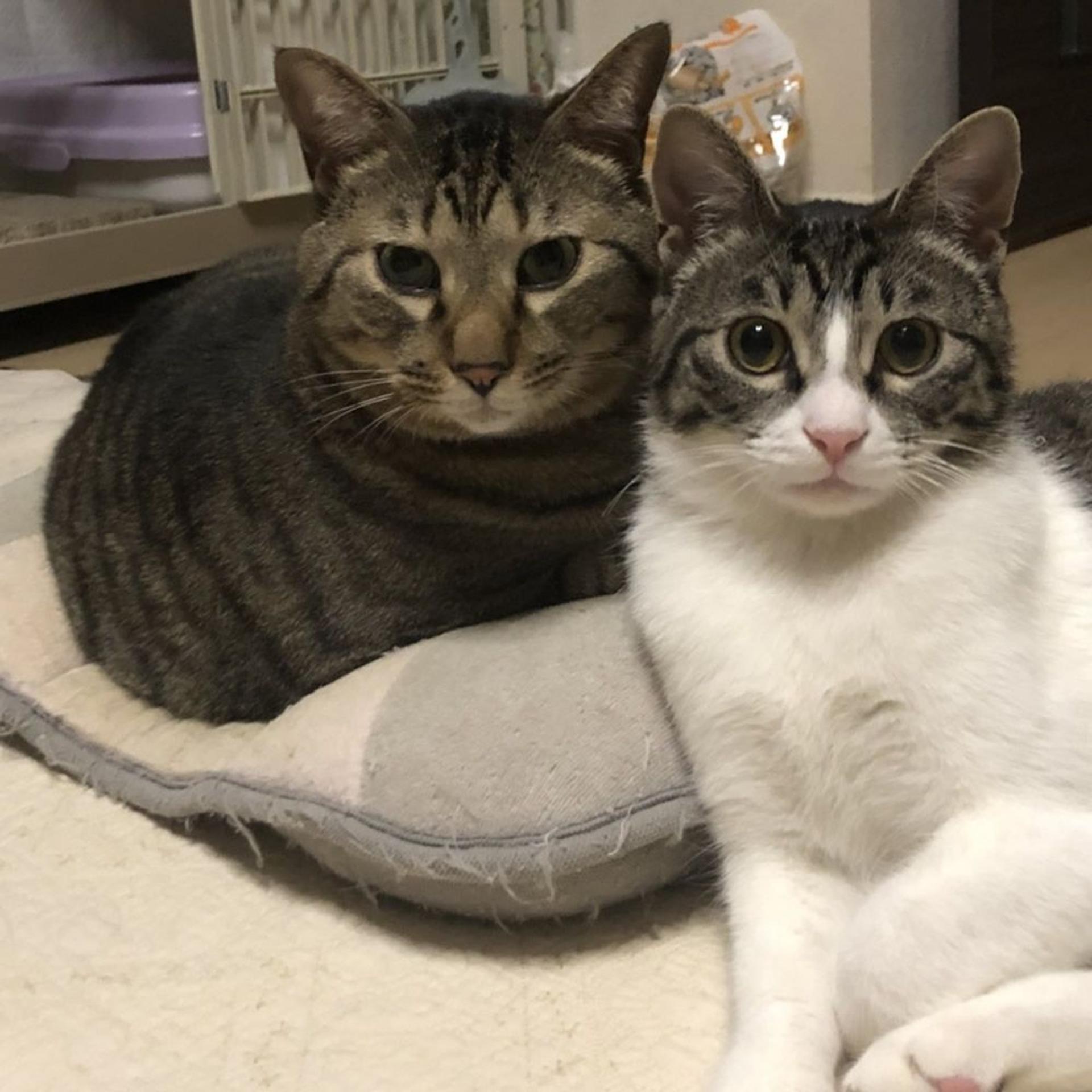pet-image-4