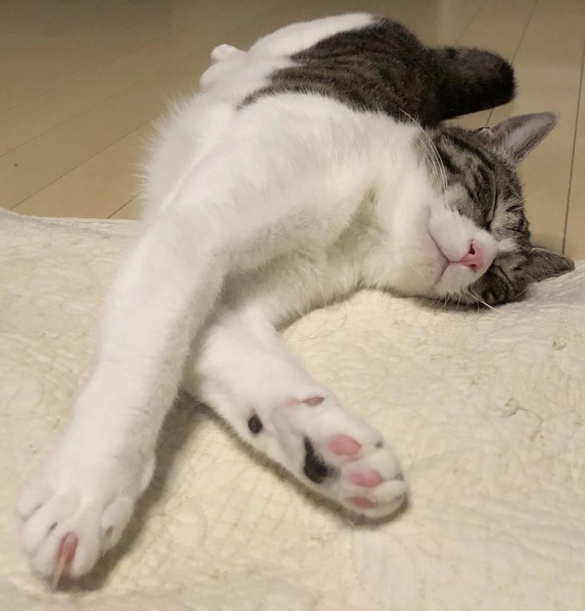 pet-image-5