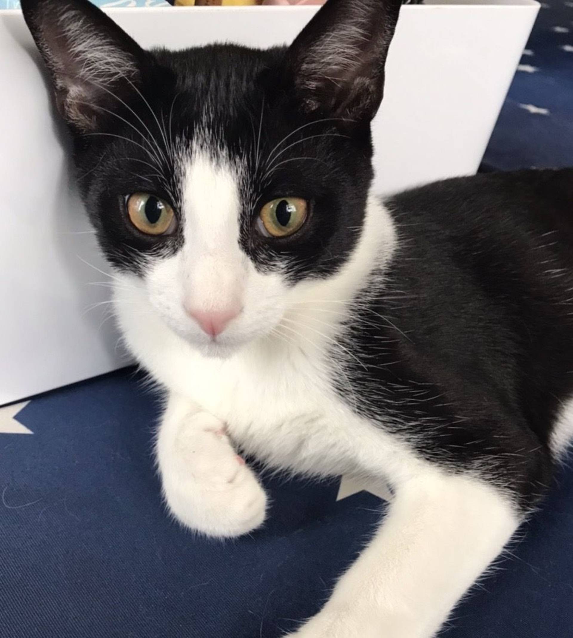 雑種（ミックス猫）・オスの里親募集の写真