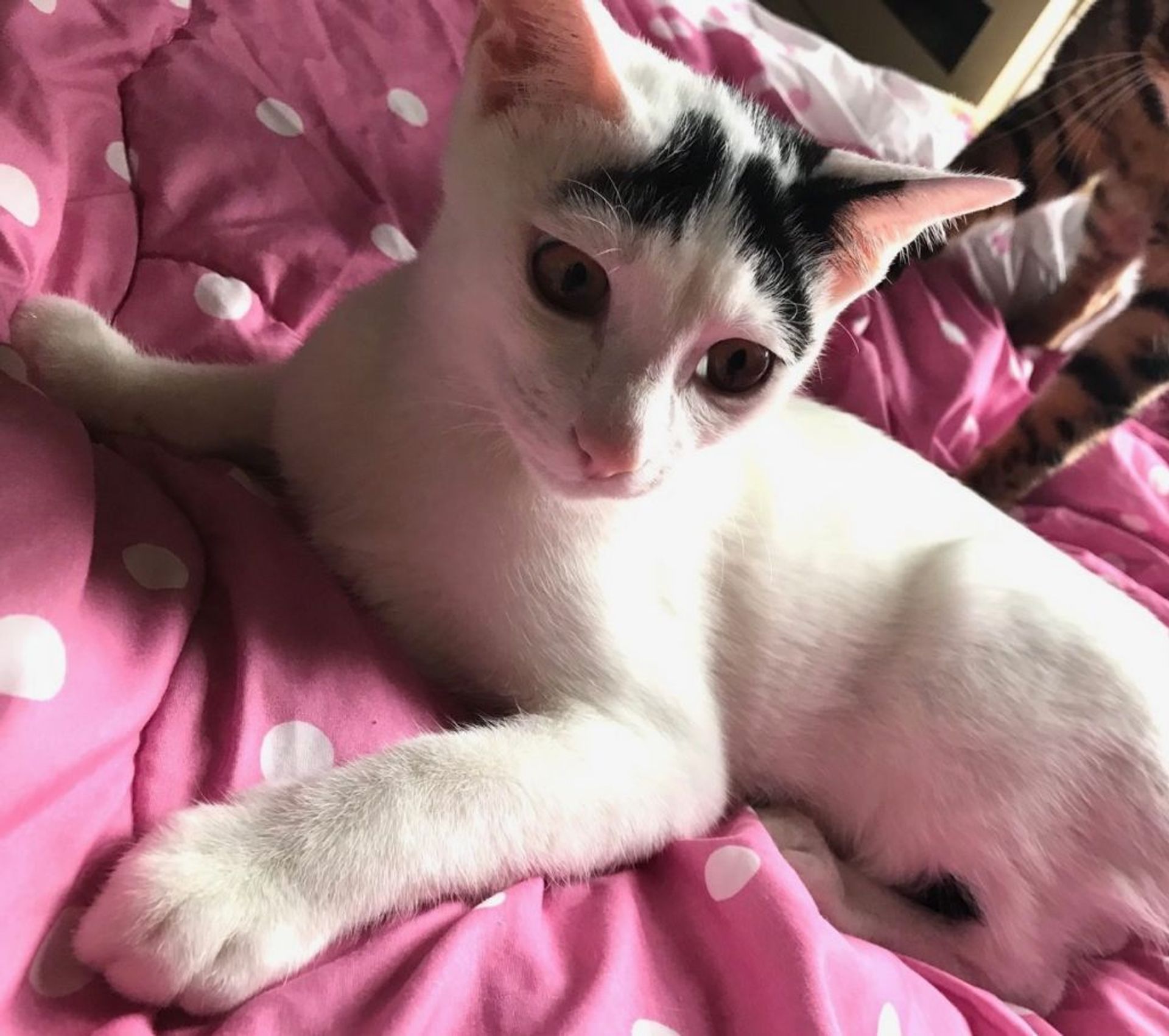 雑種（ミックス猫）・オスの里親募集の写真
