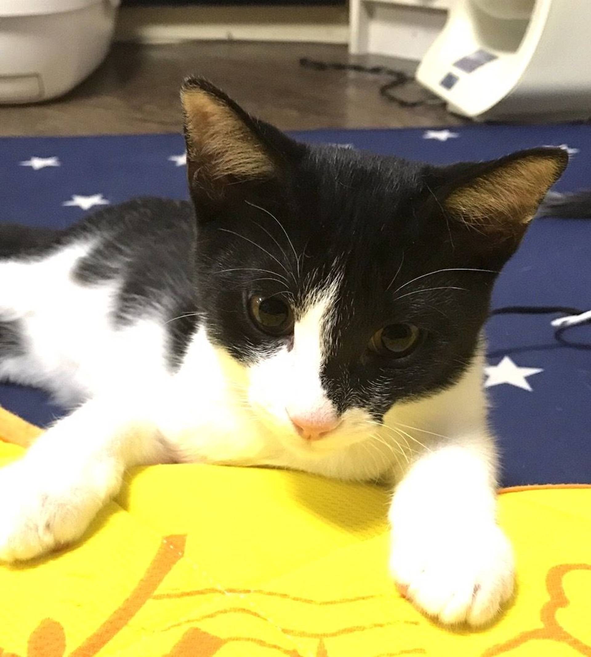 雑種（ミックス猫）・オスの里親募集の写真