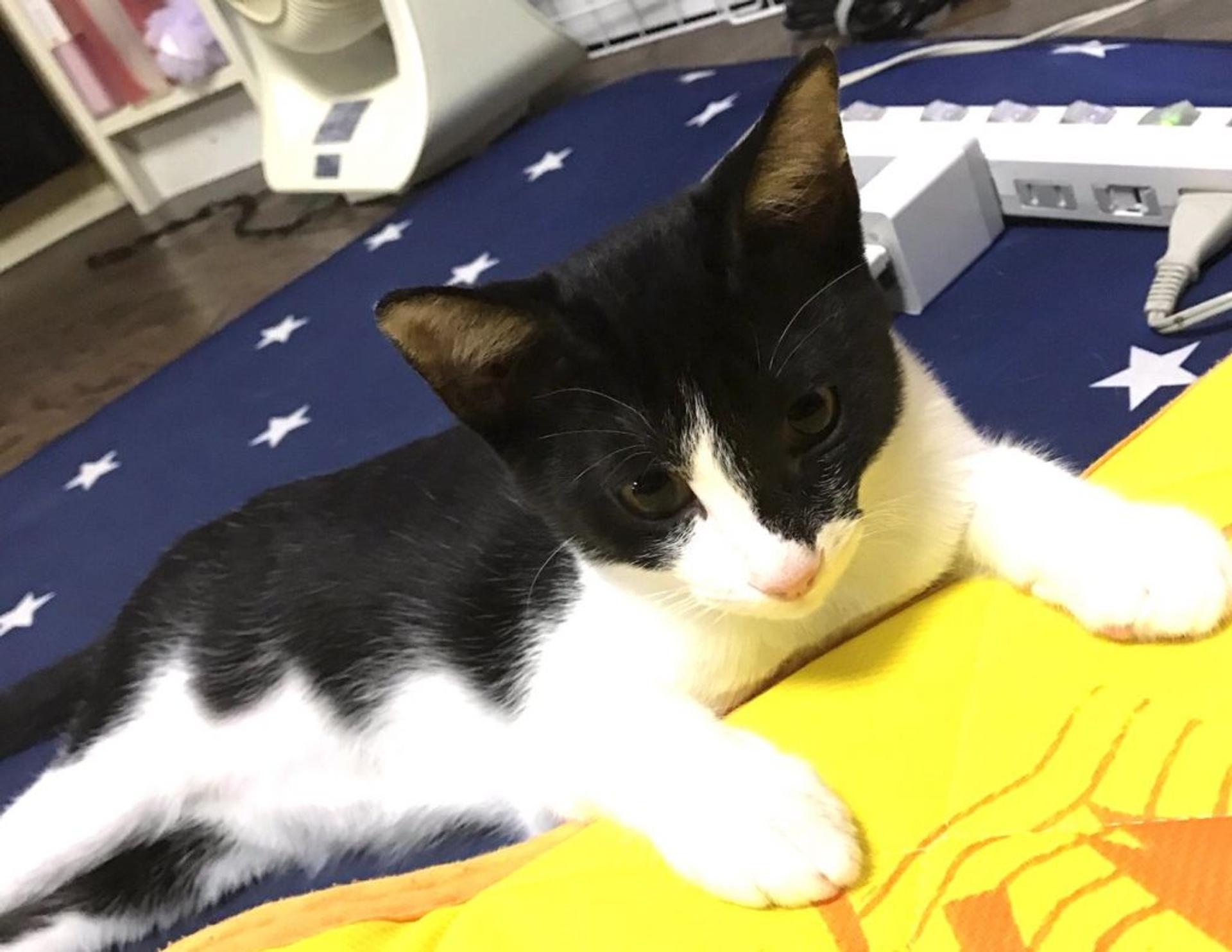pet-image-3