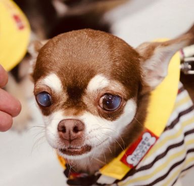 すずめの写真