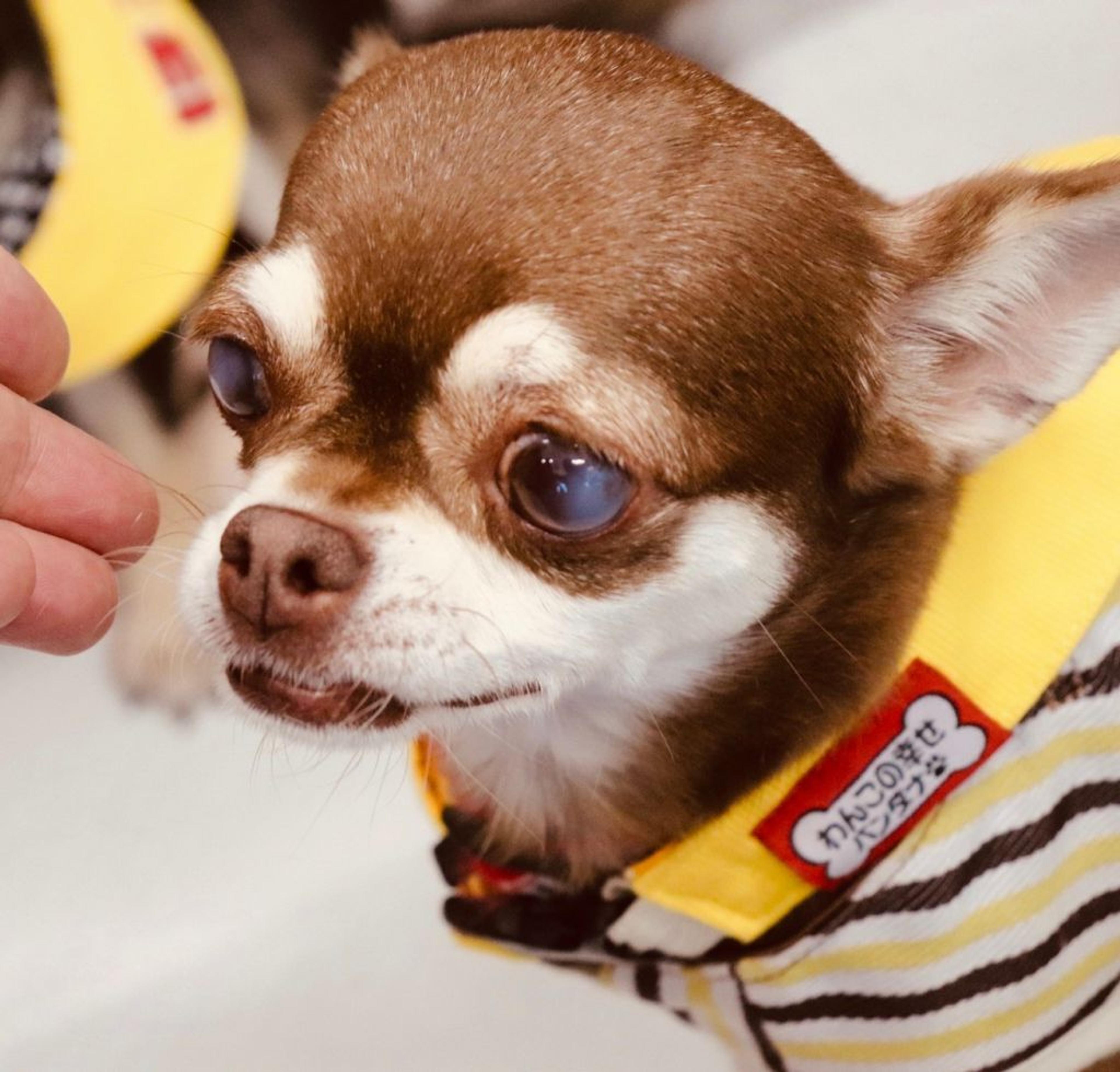 pet-image-2
