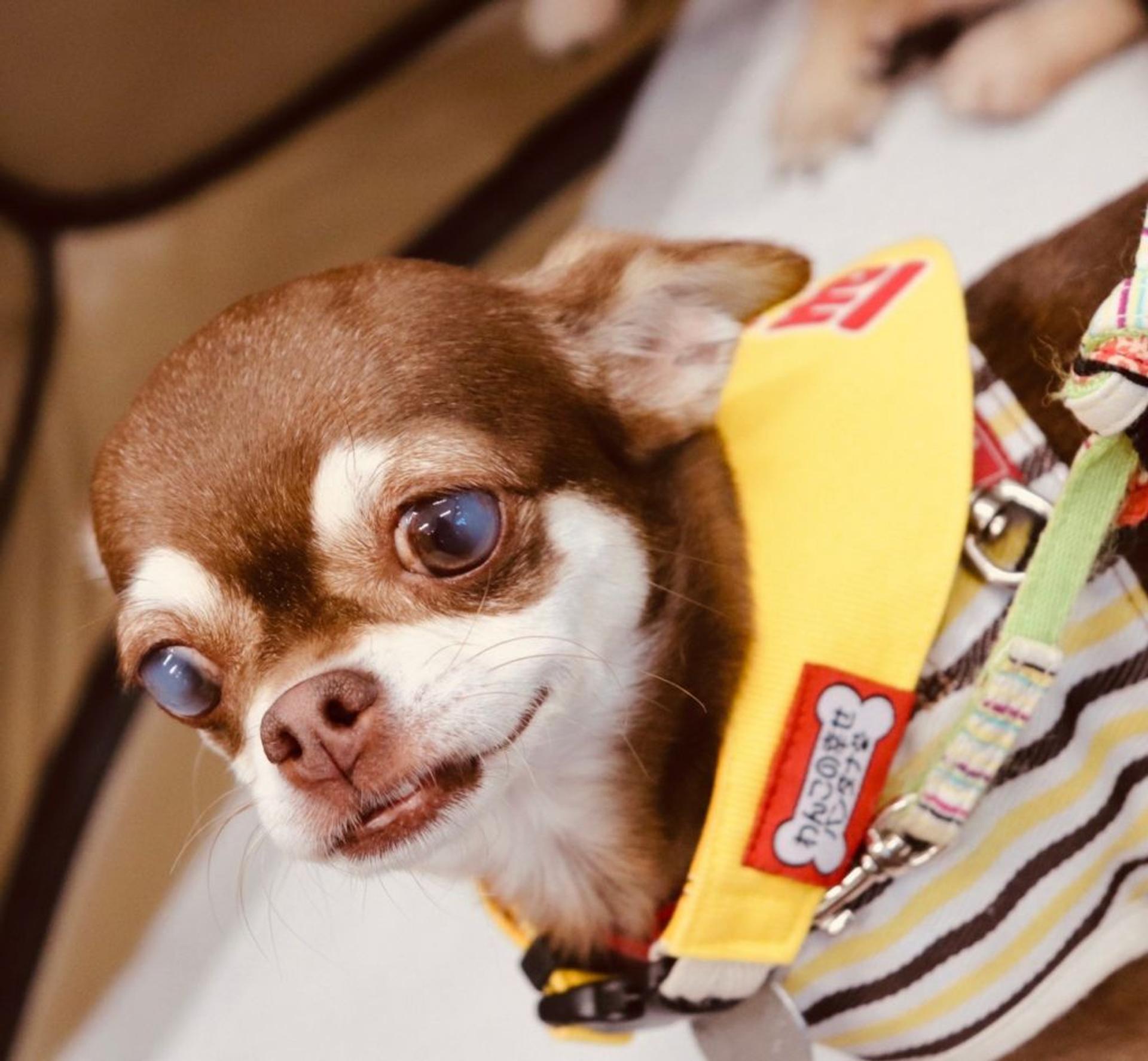 pet-image-3