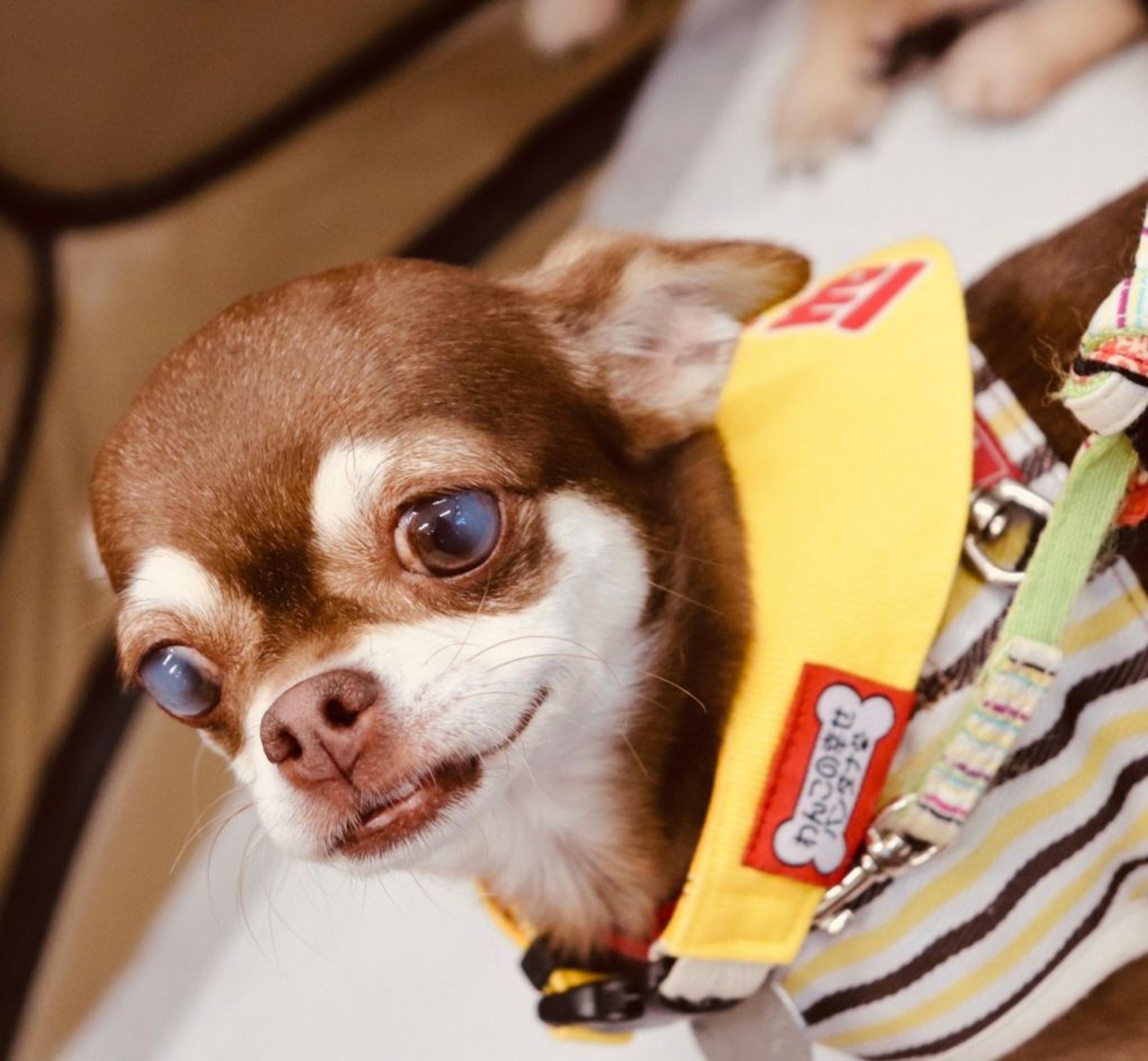 pet-image-3