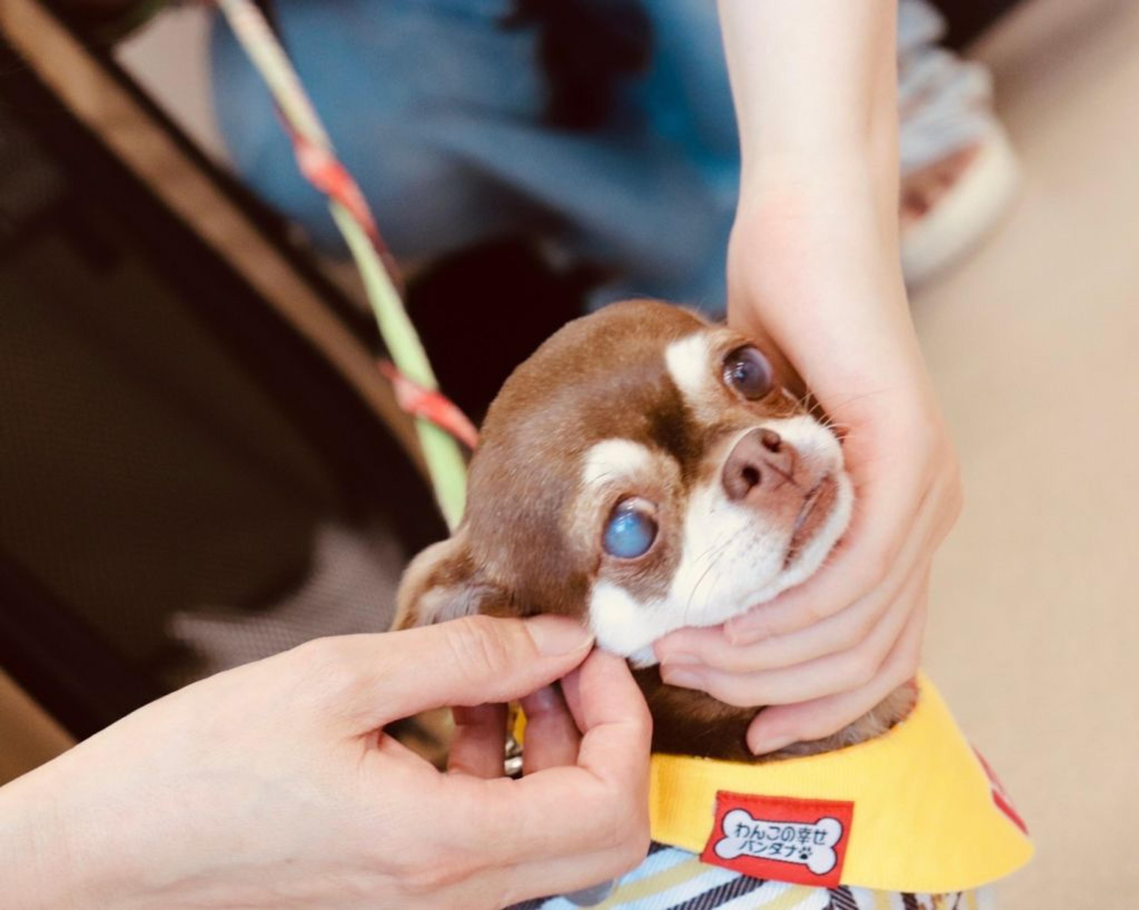 pet-image-4