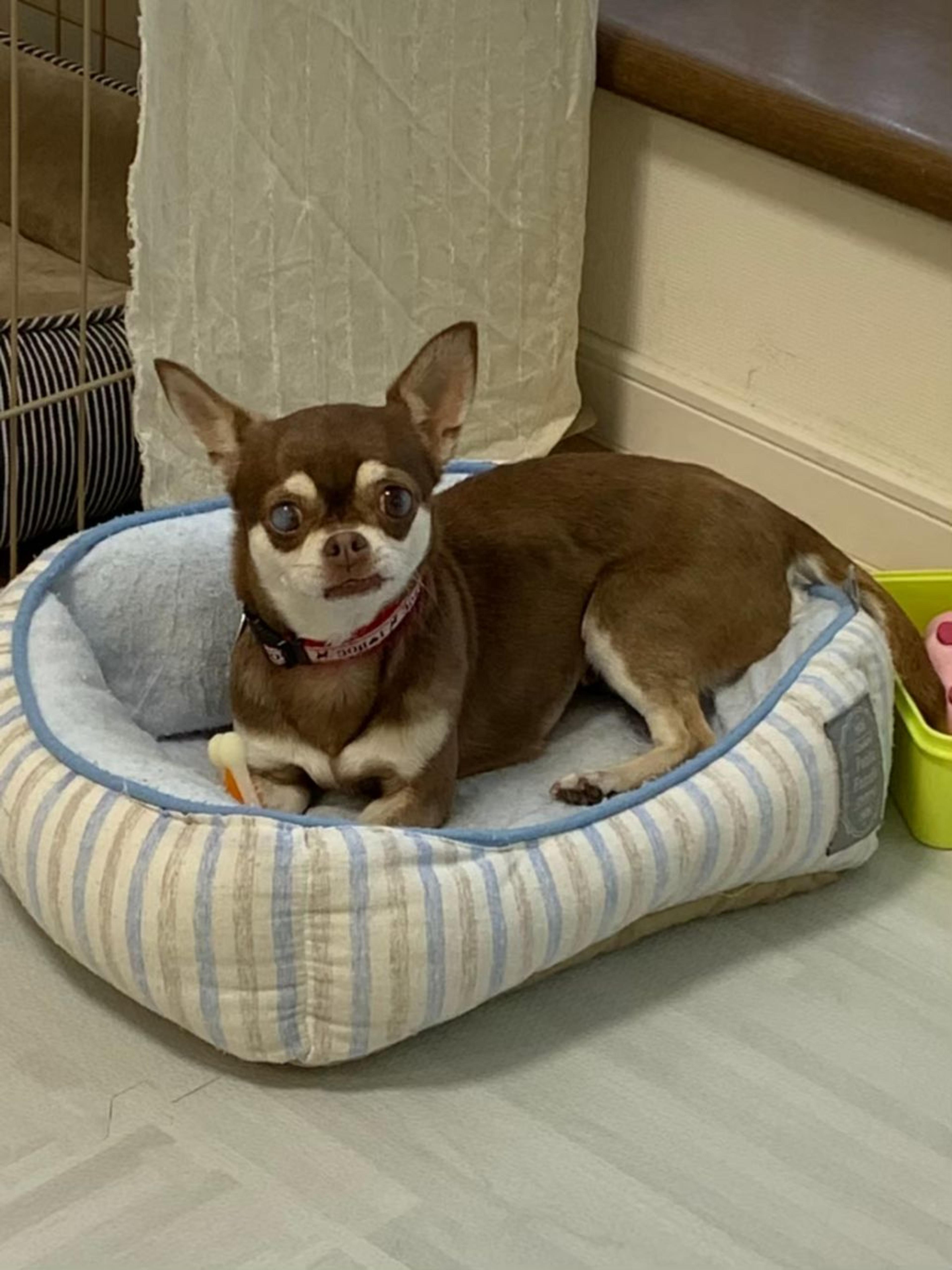 pet-image-5