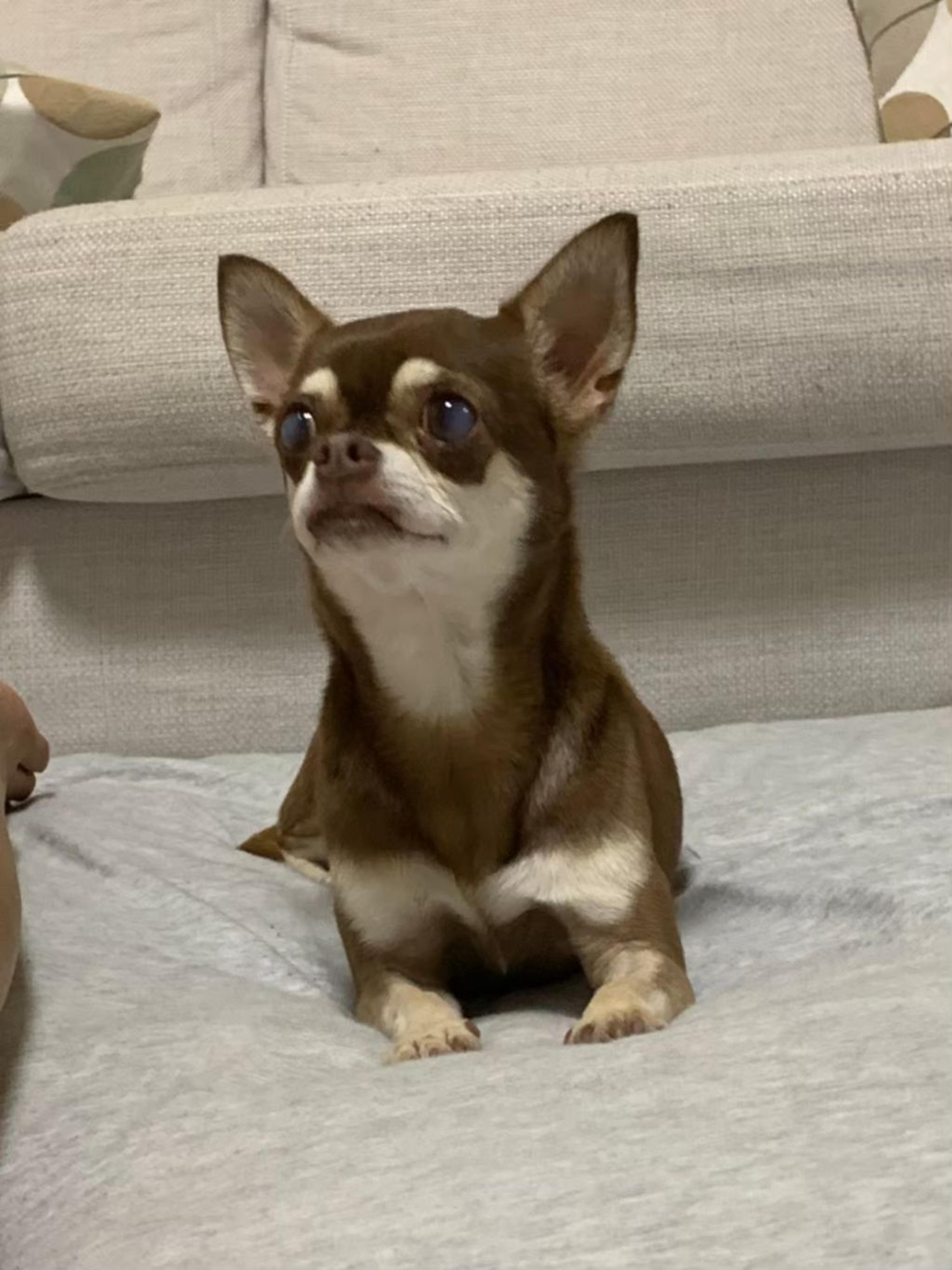 pet-image-6