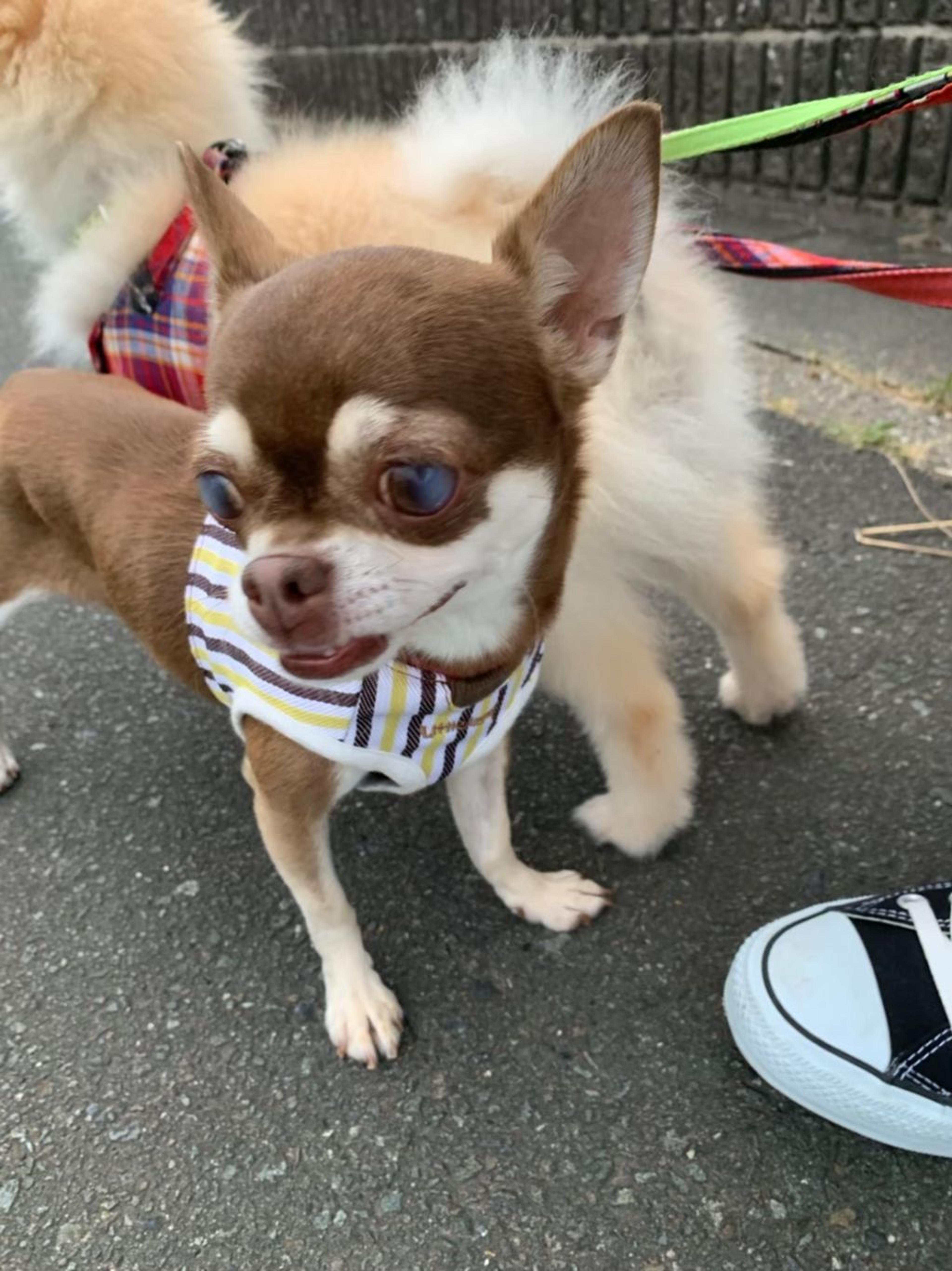 pet-image-7