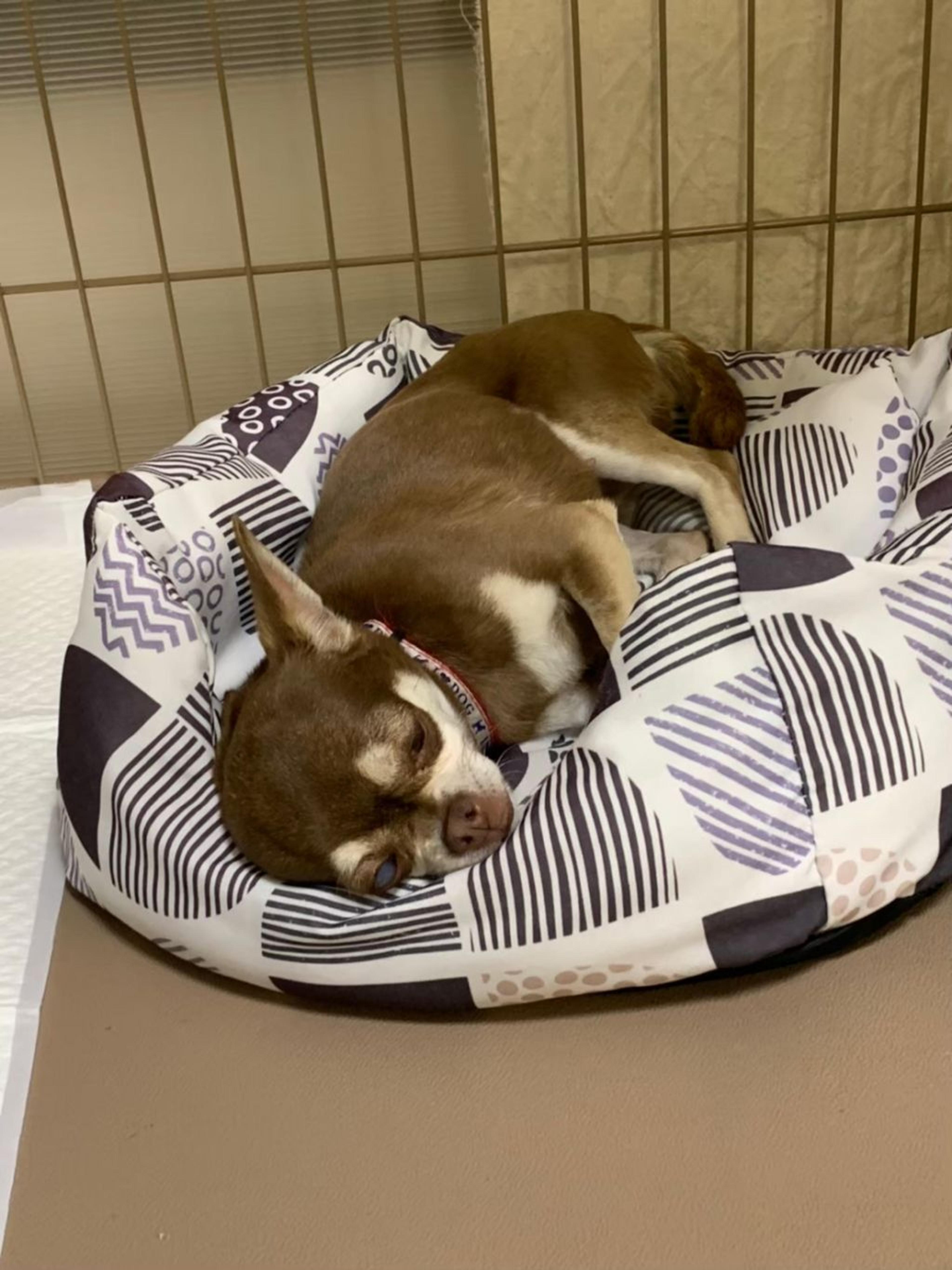 pet-image-9
