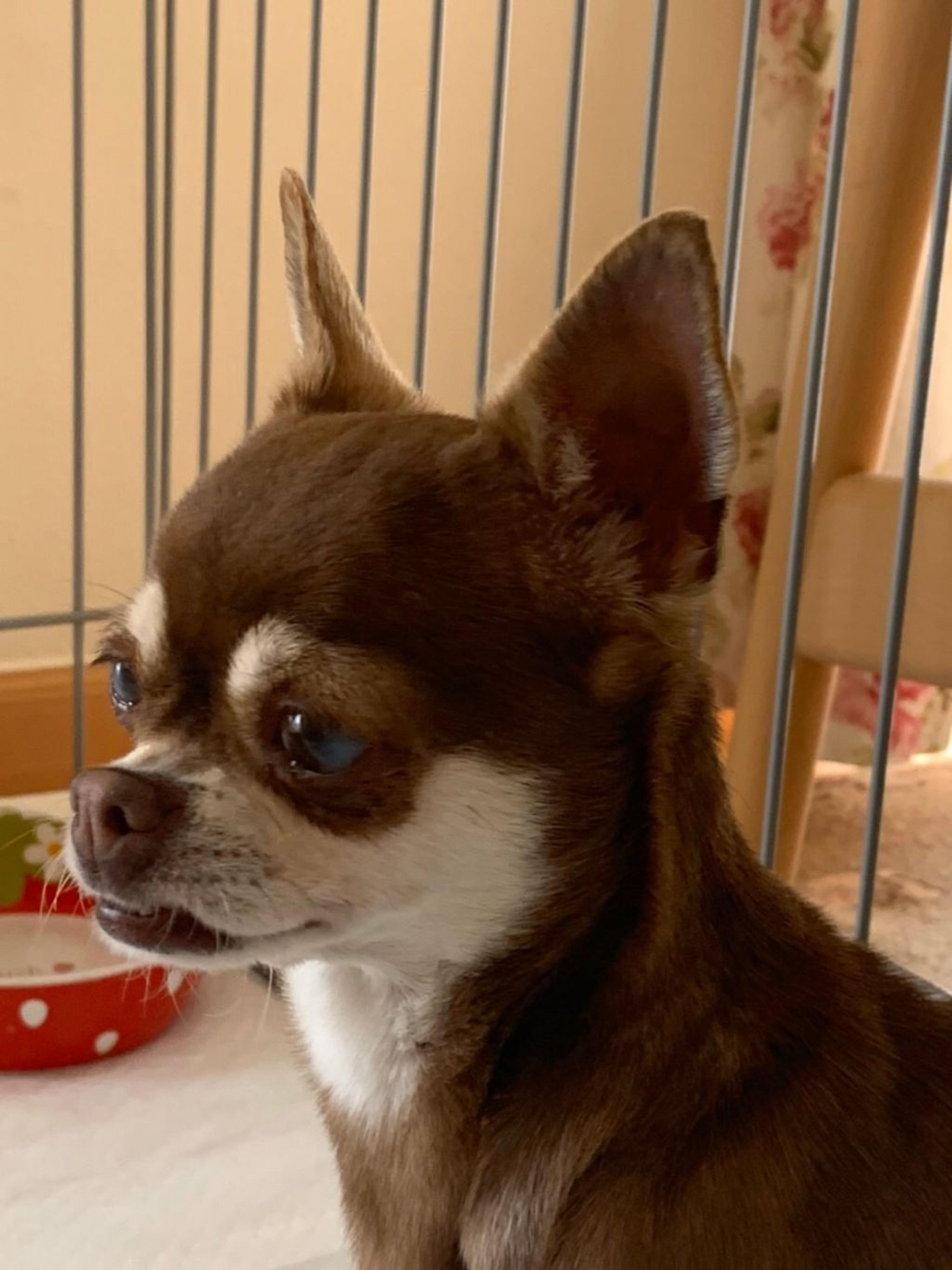 pet-image-10
