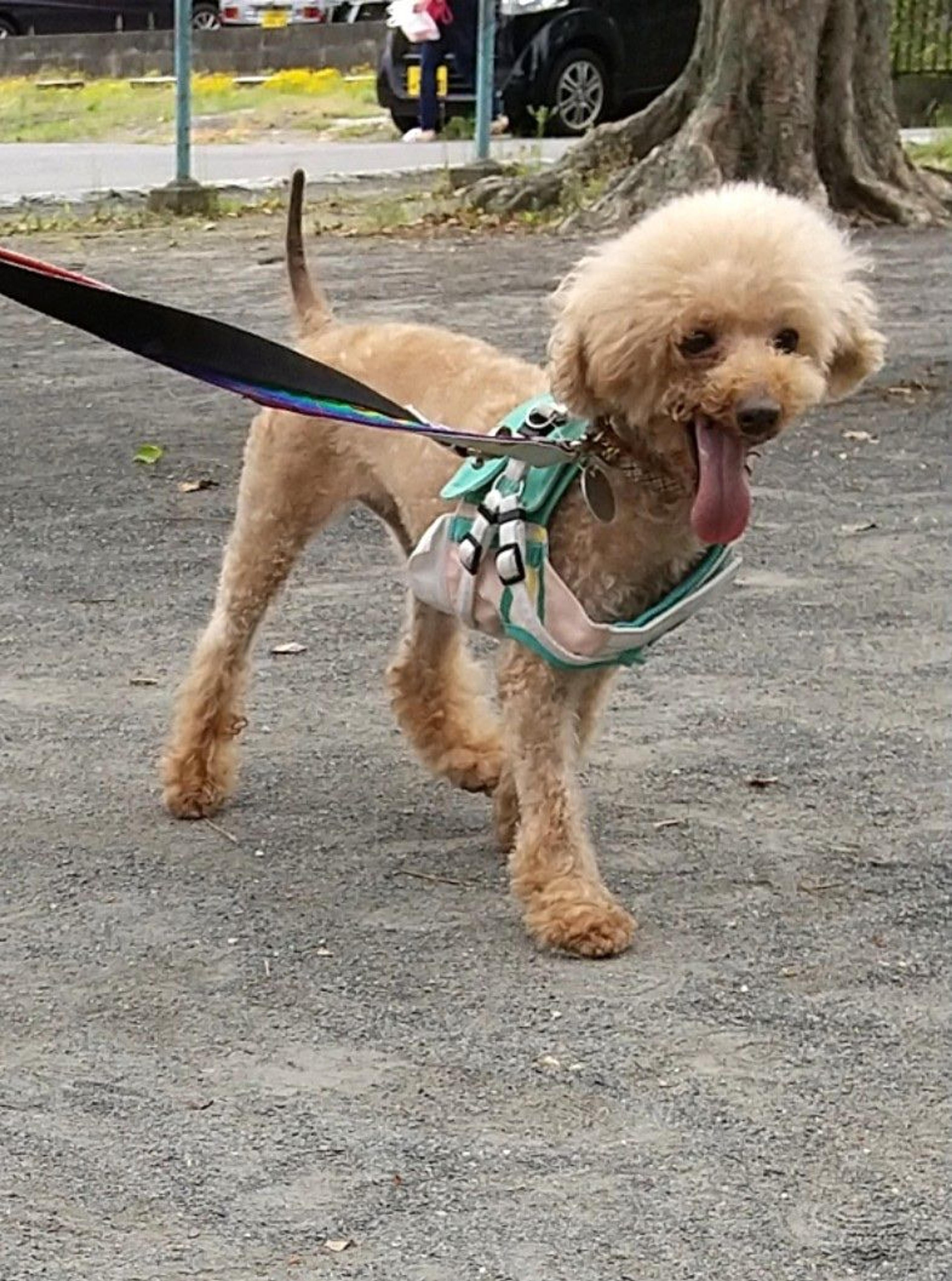 pet-image-8
