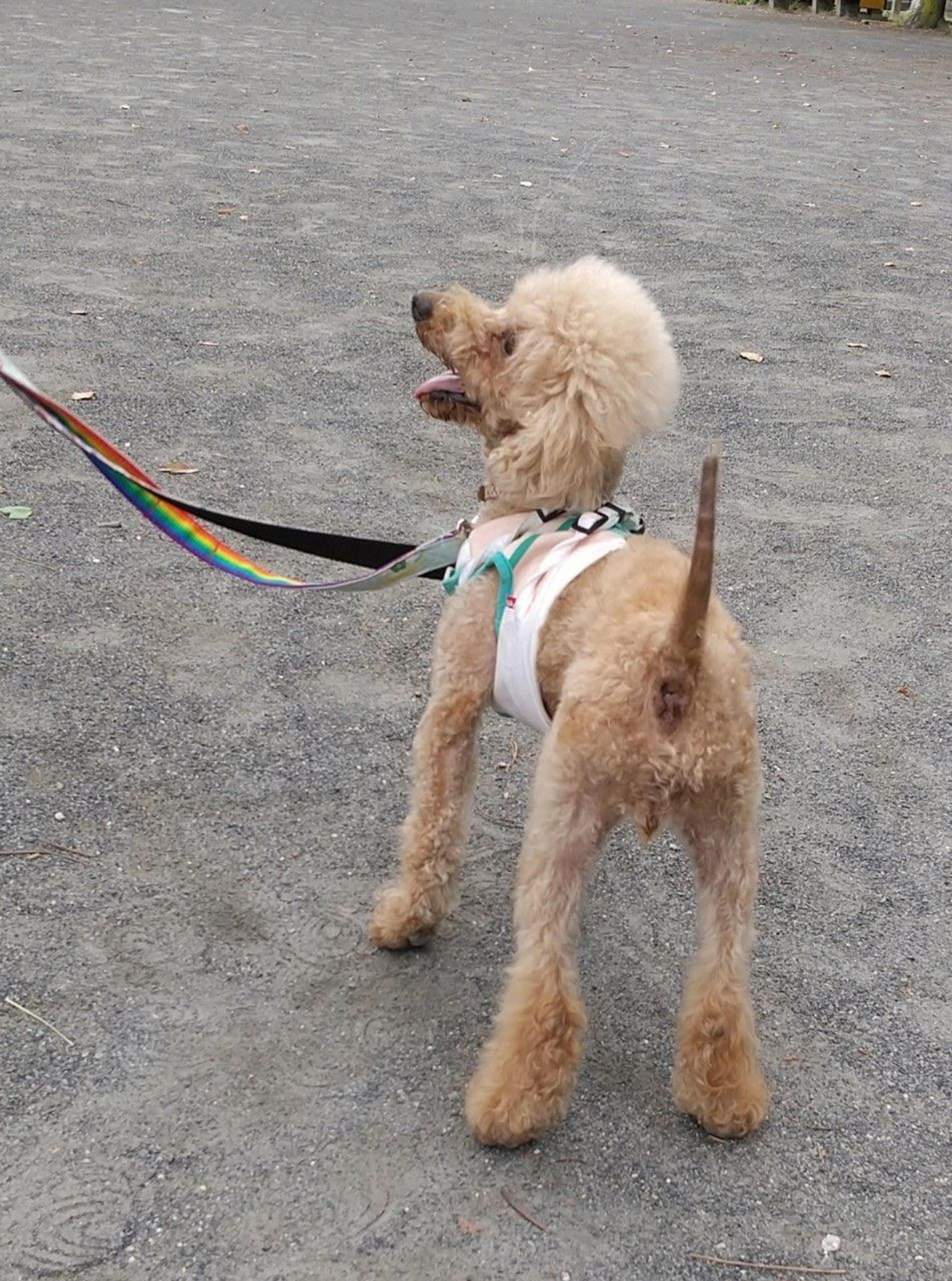 pet-image-9
