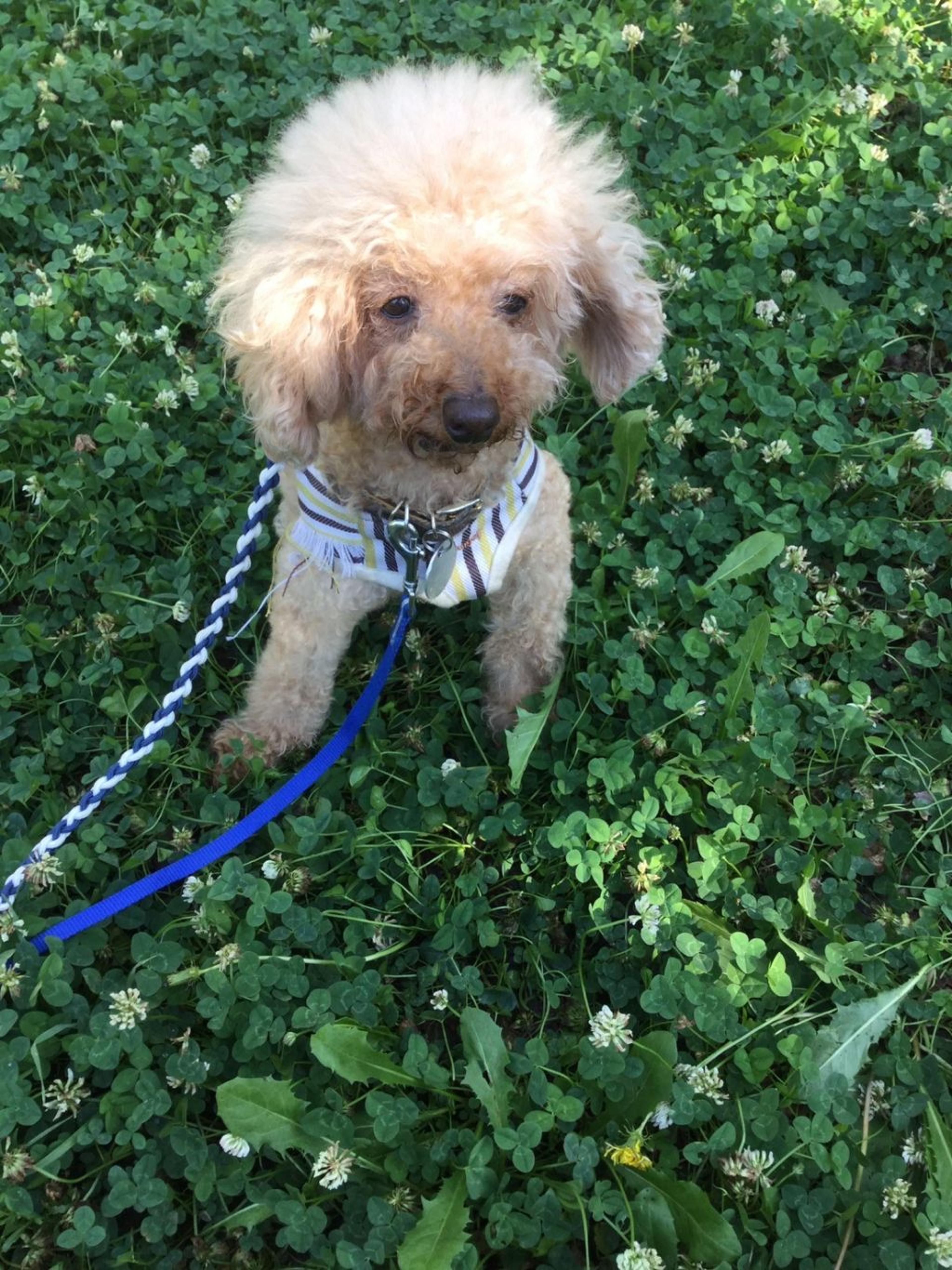 pet-image-2