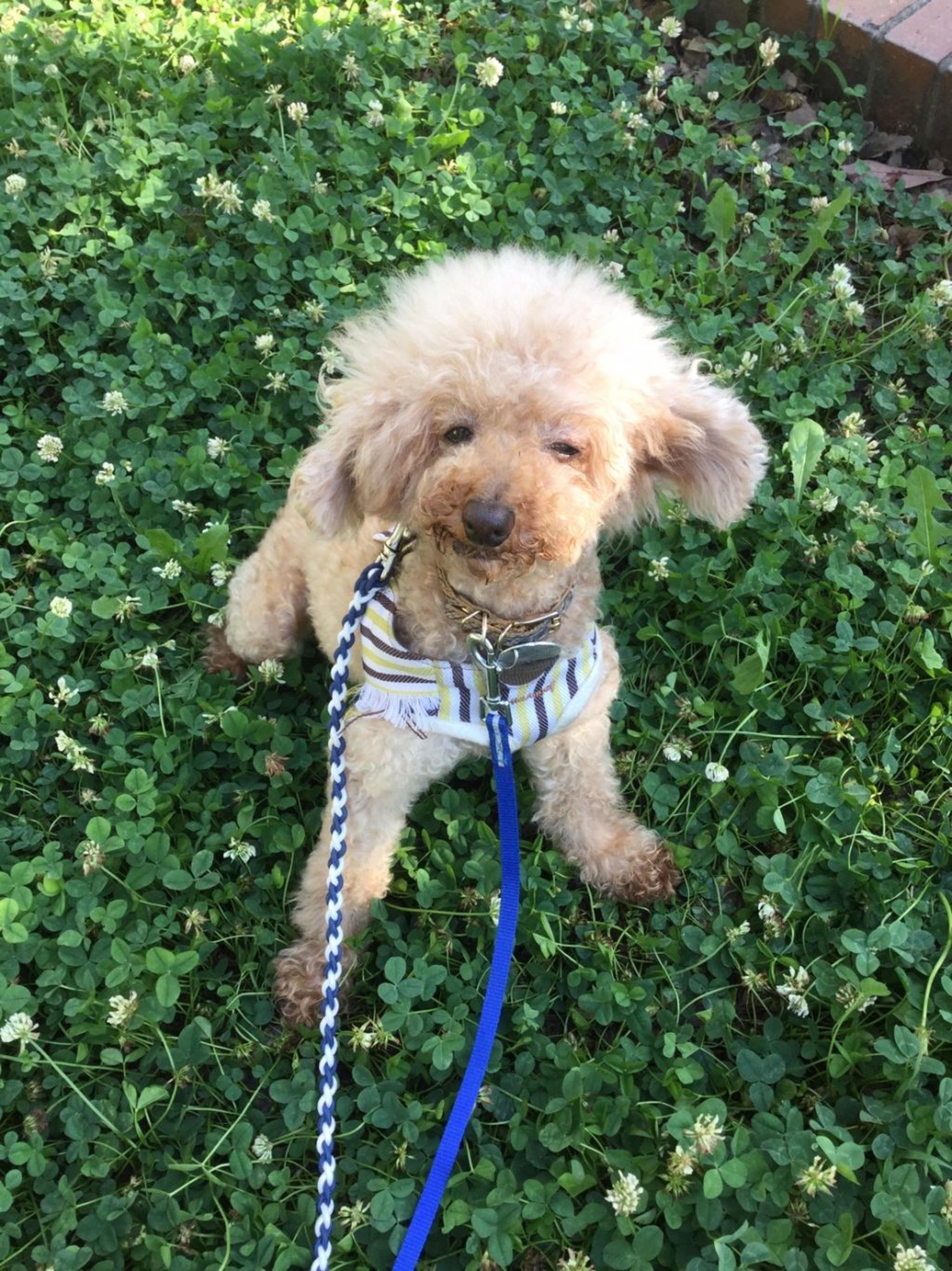 pet-image-5