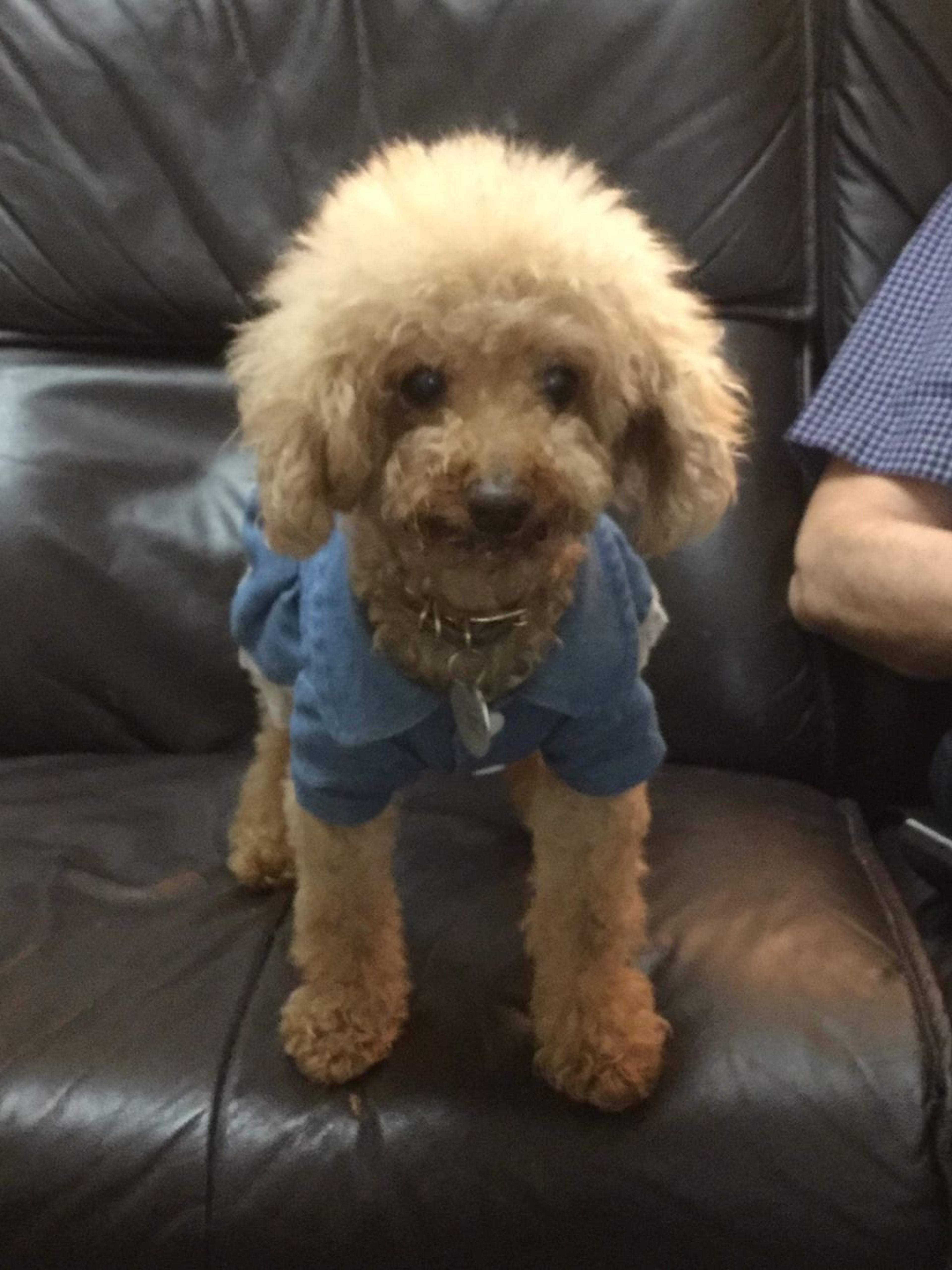 pet-image-3
