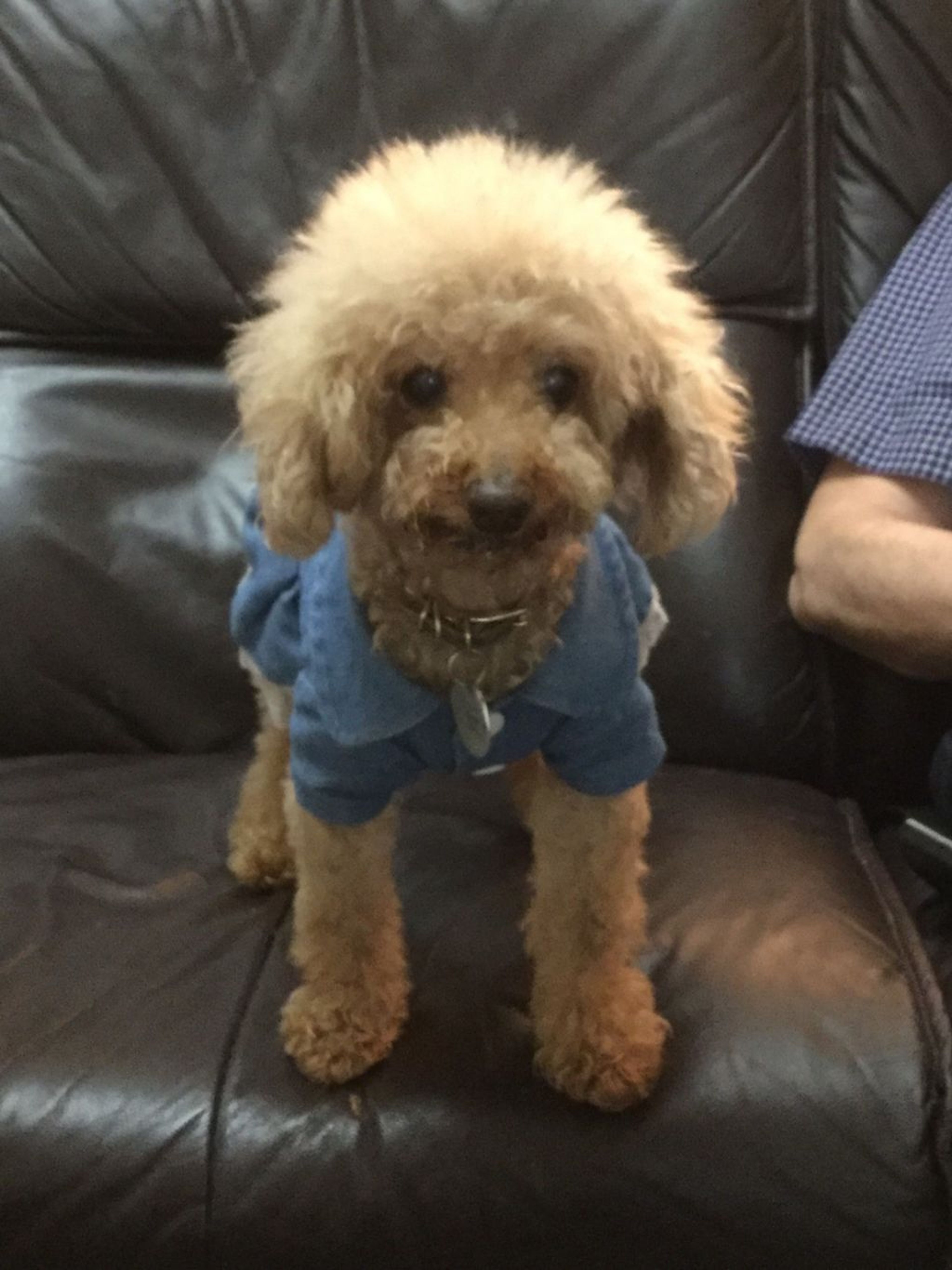 pet-image-3
