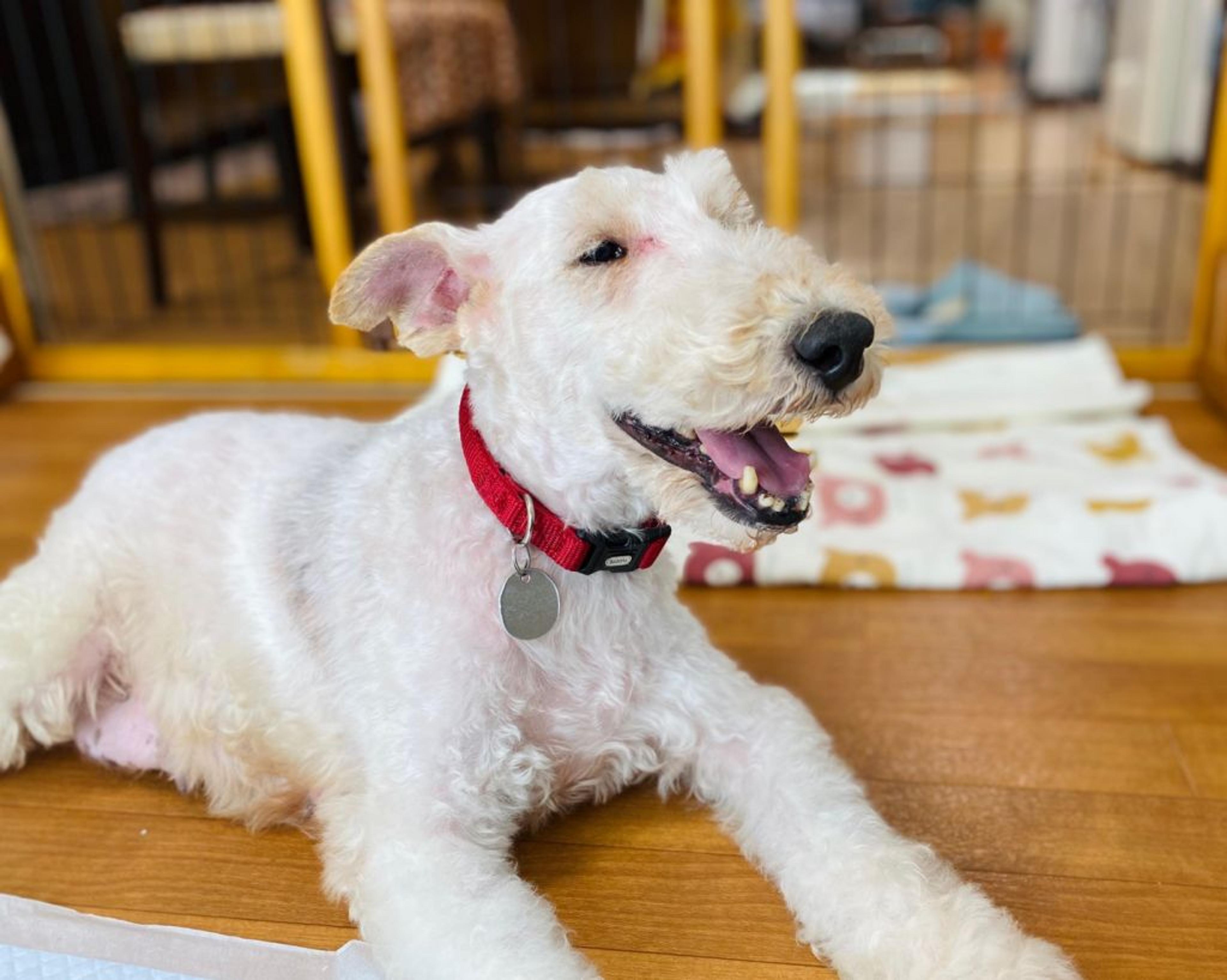 pet-image-2