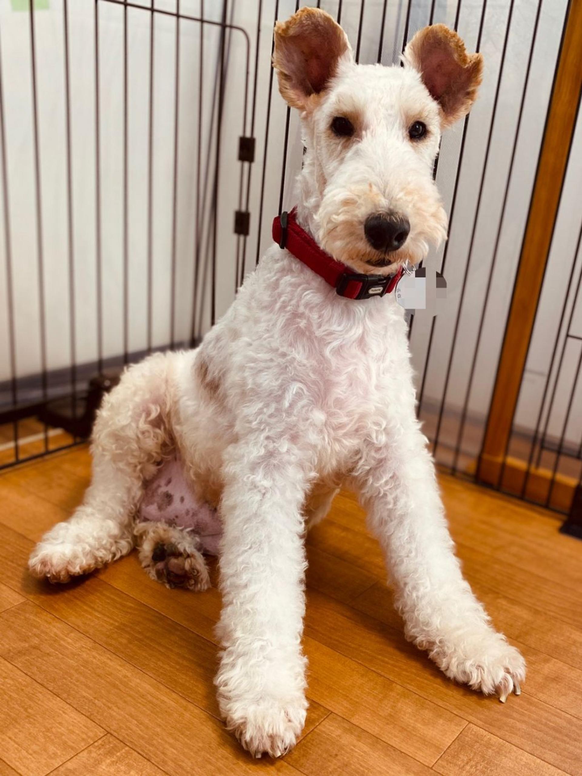 pet-image-3