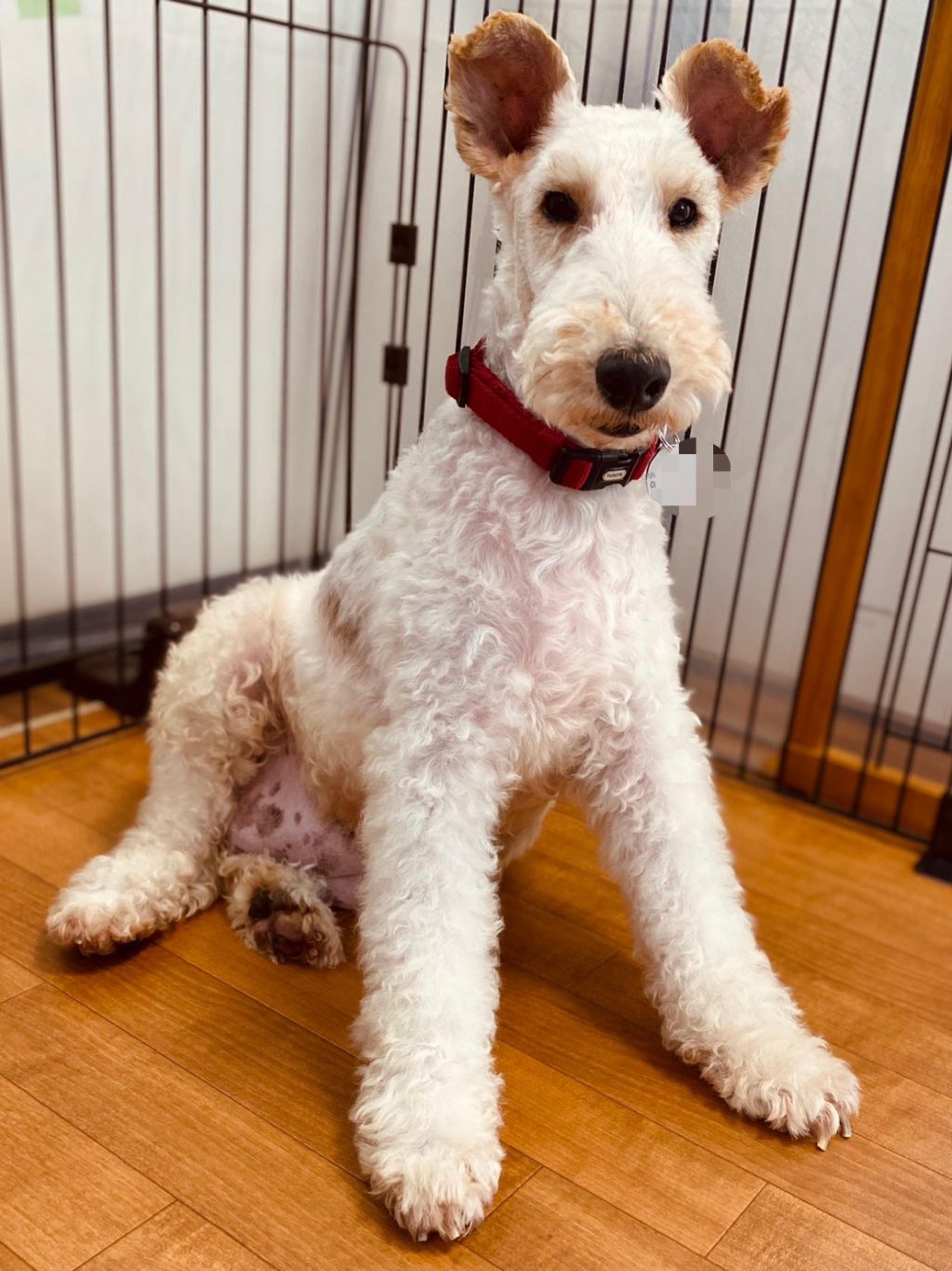 pet-image-3