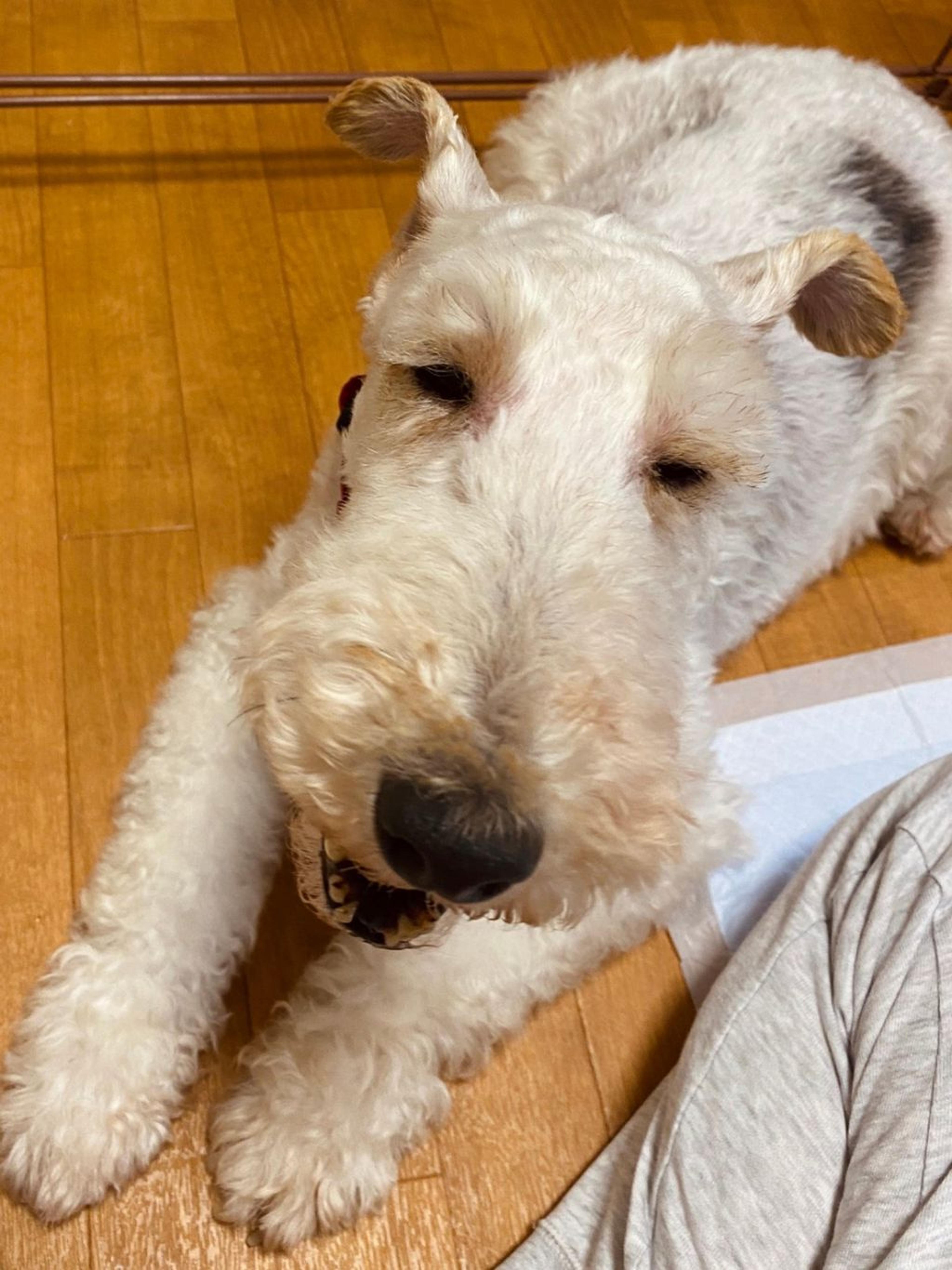 pet-image-4