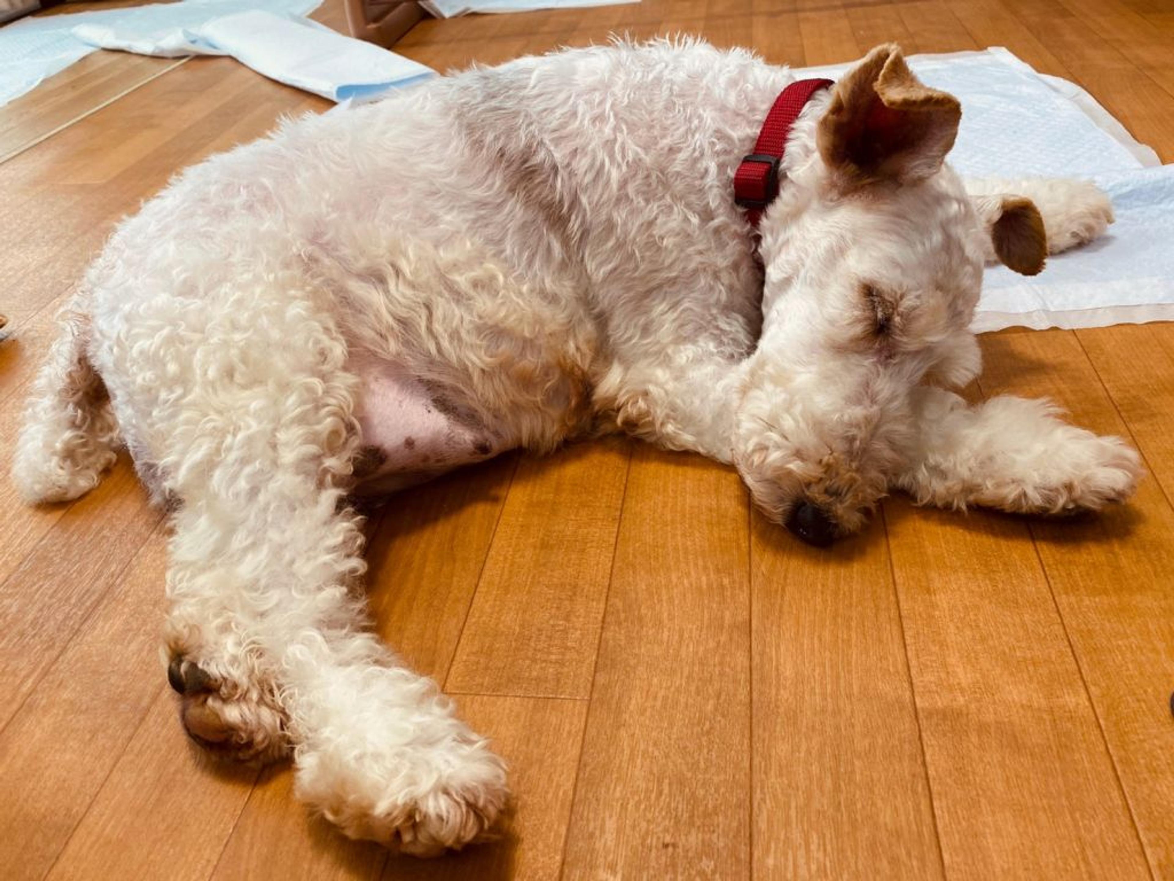 pet-image-5