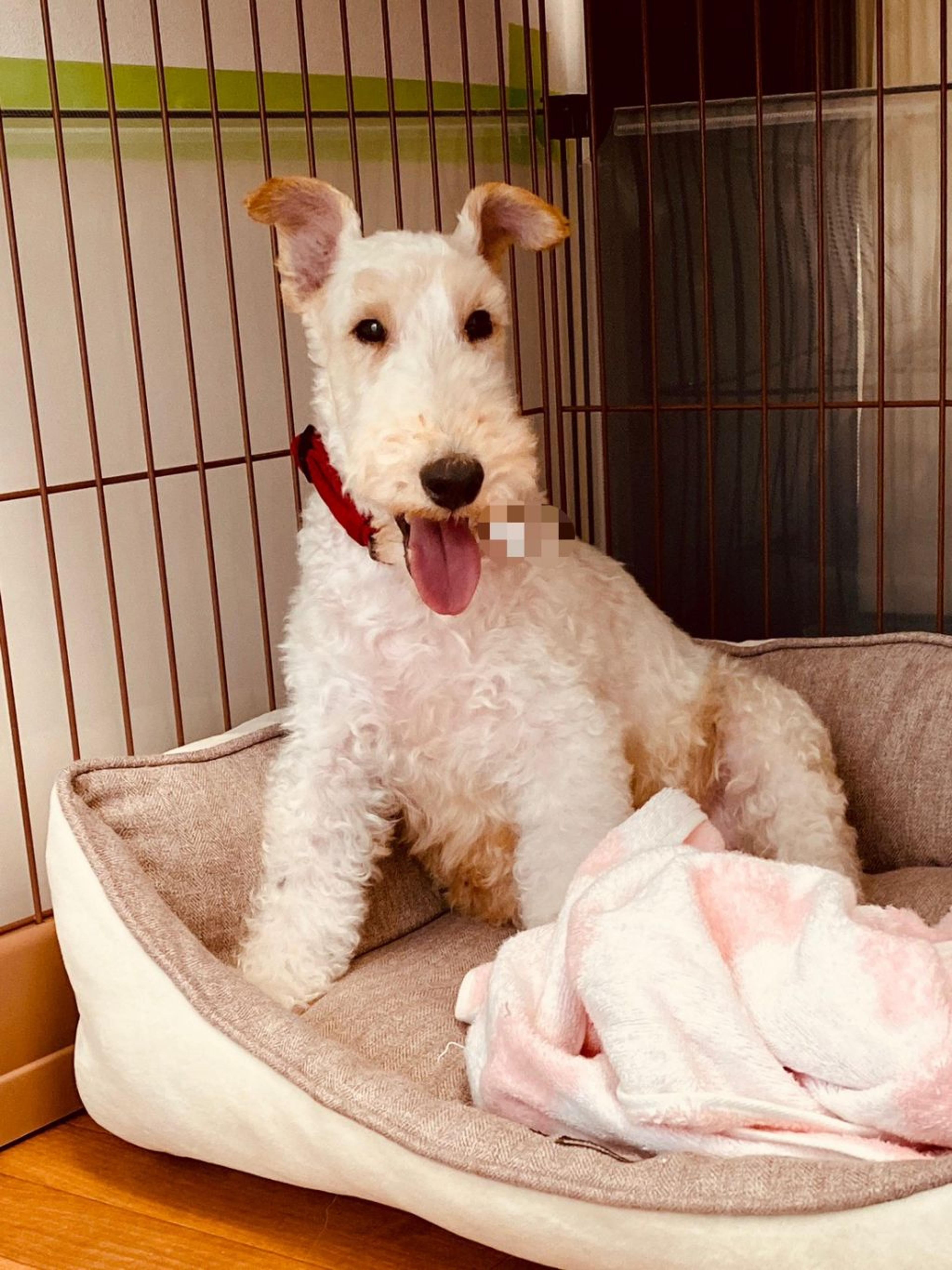 pet-image-6