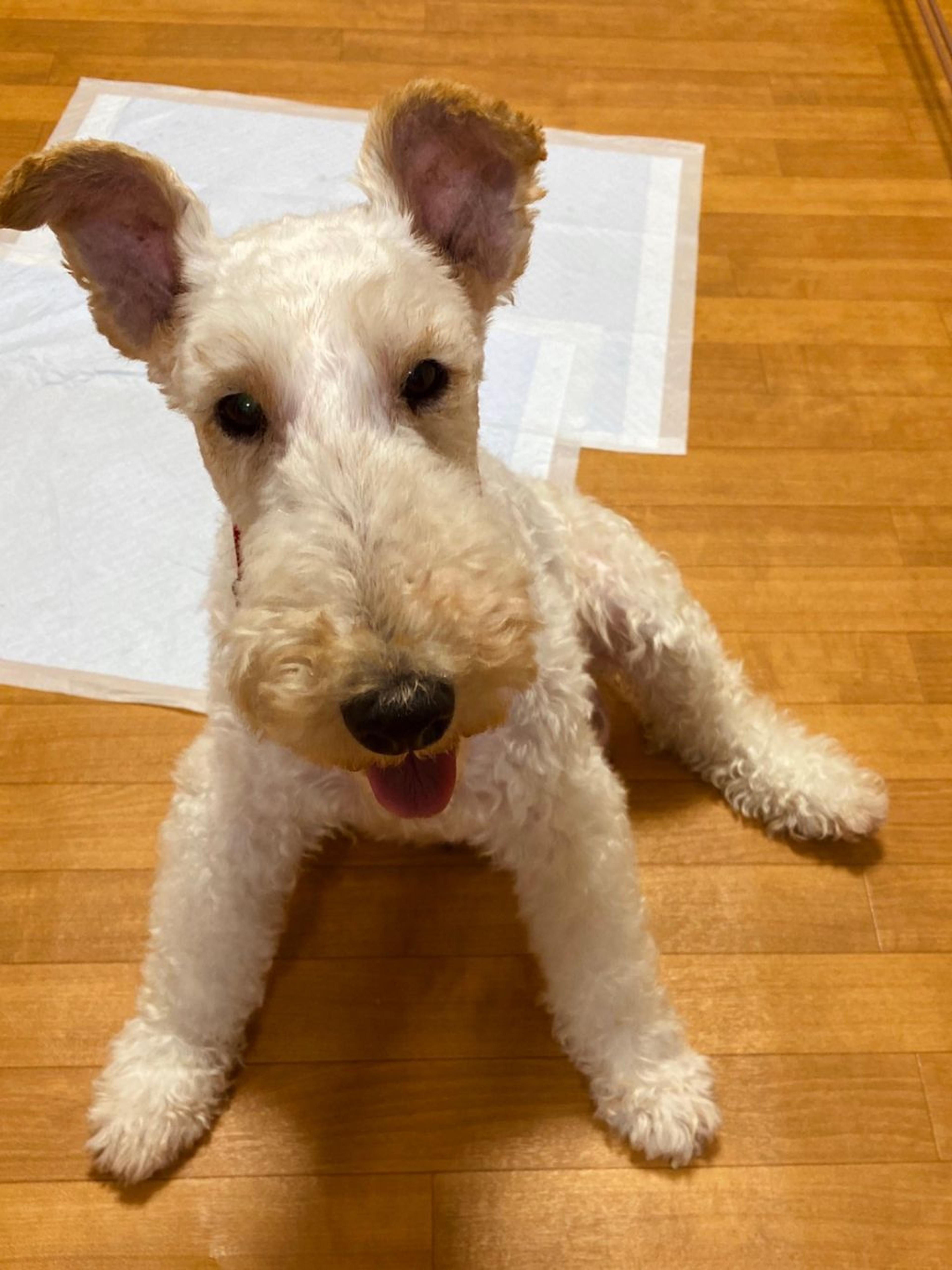 pet-image-7