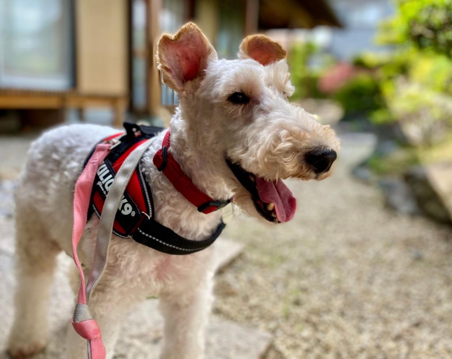 pet-image-8