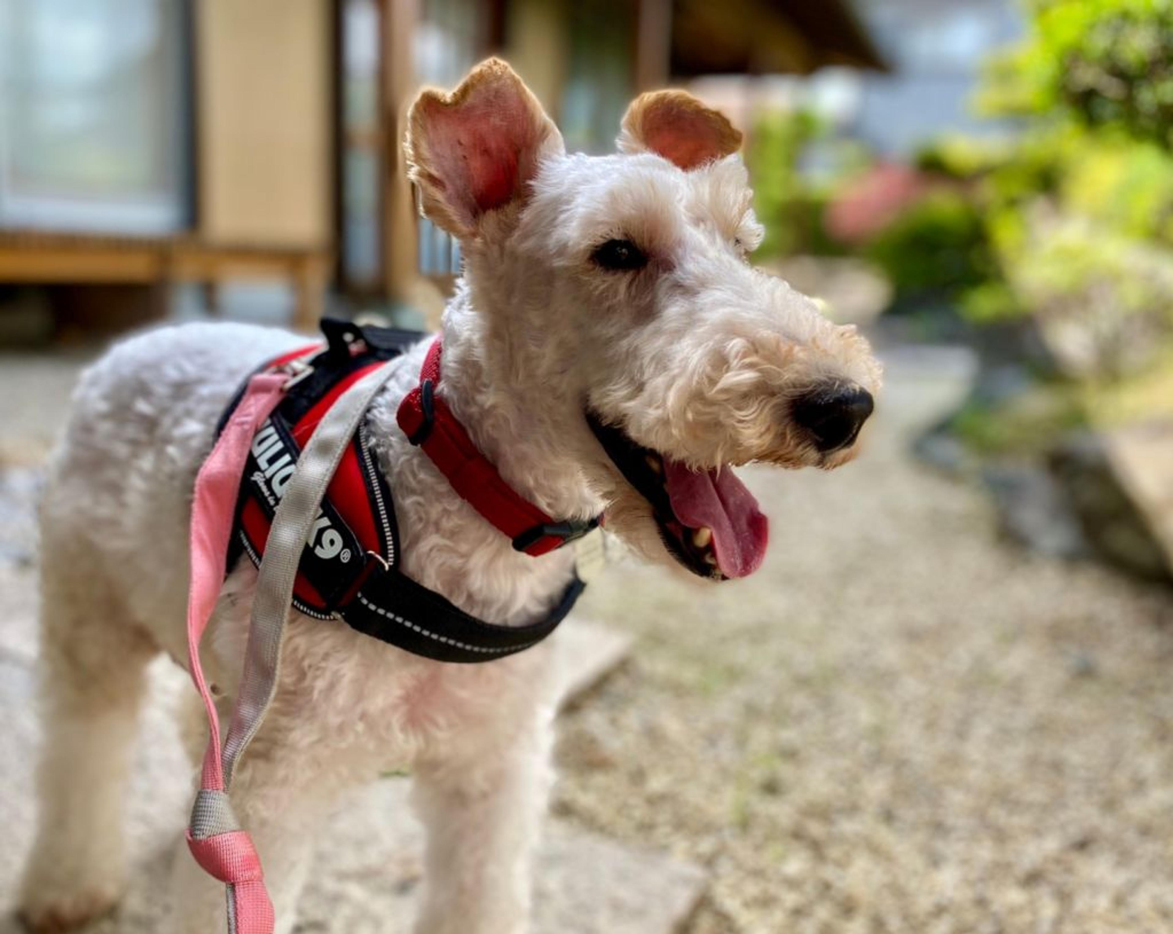pet-image-8
