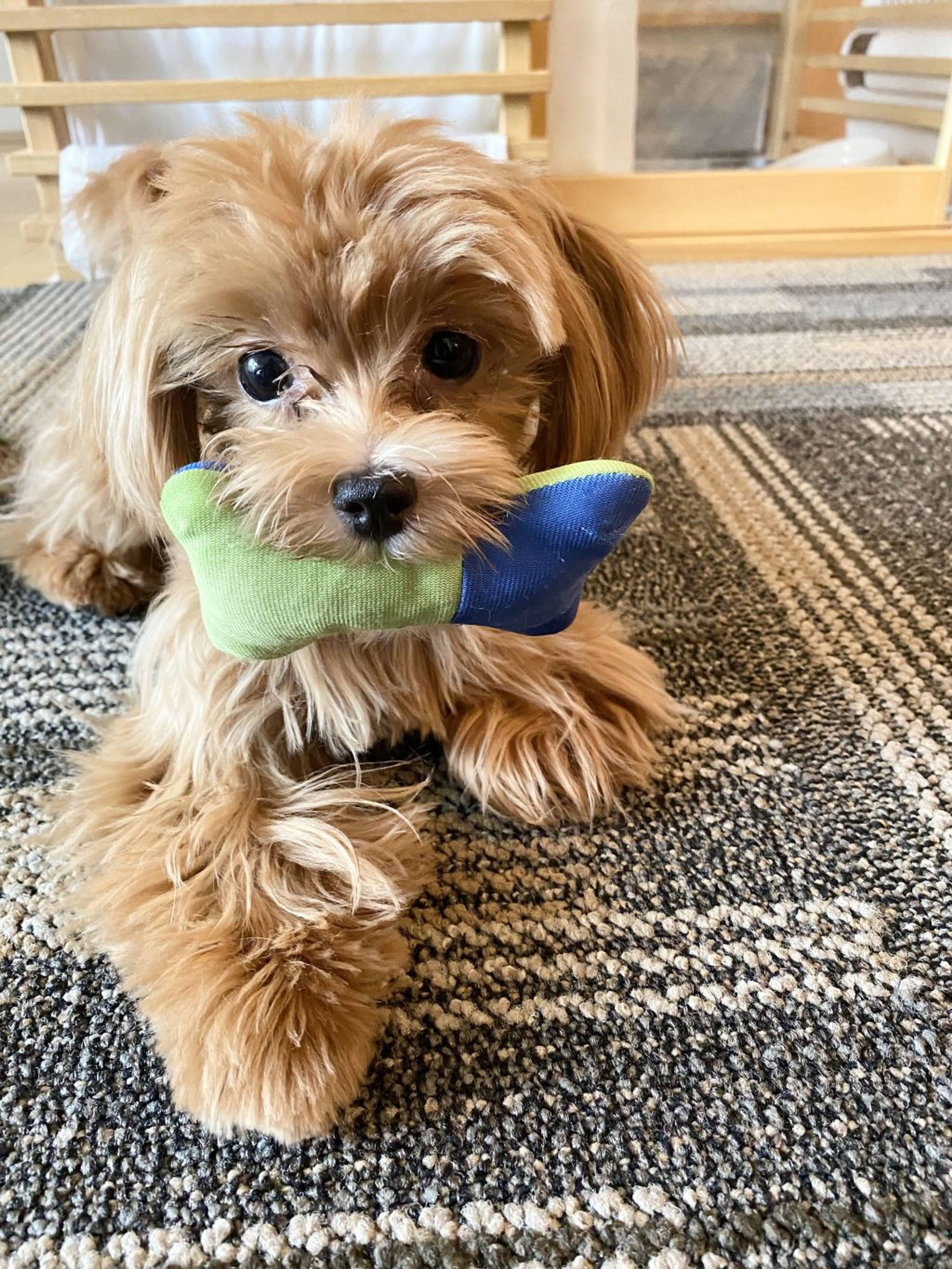 雑種（ミックス犬）・メスの里親募集の写真