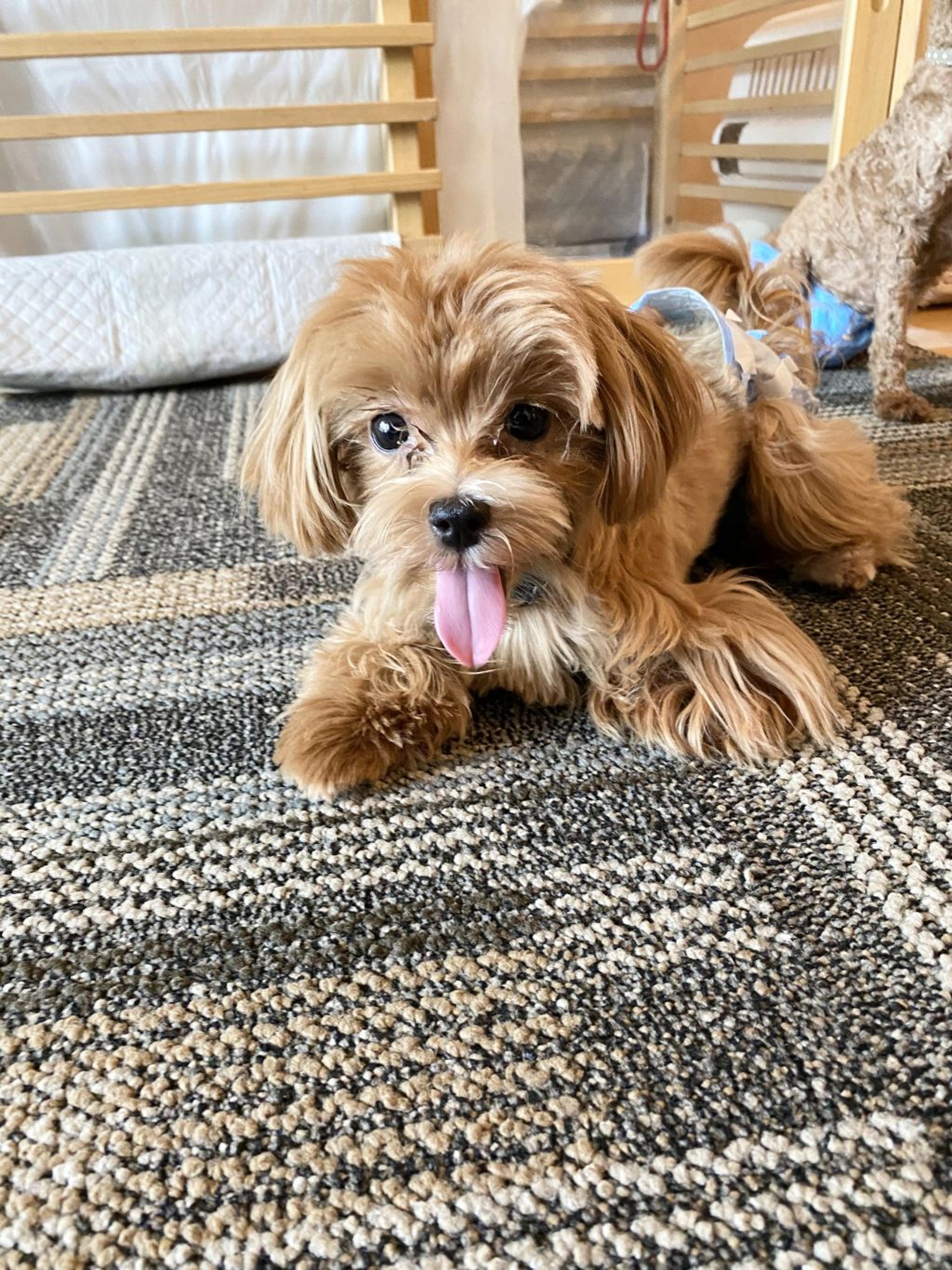 pet-image-2