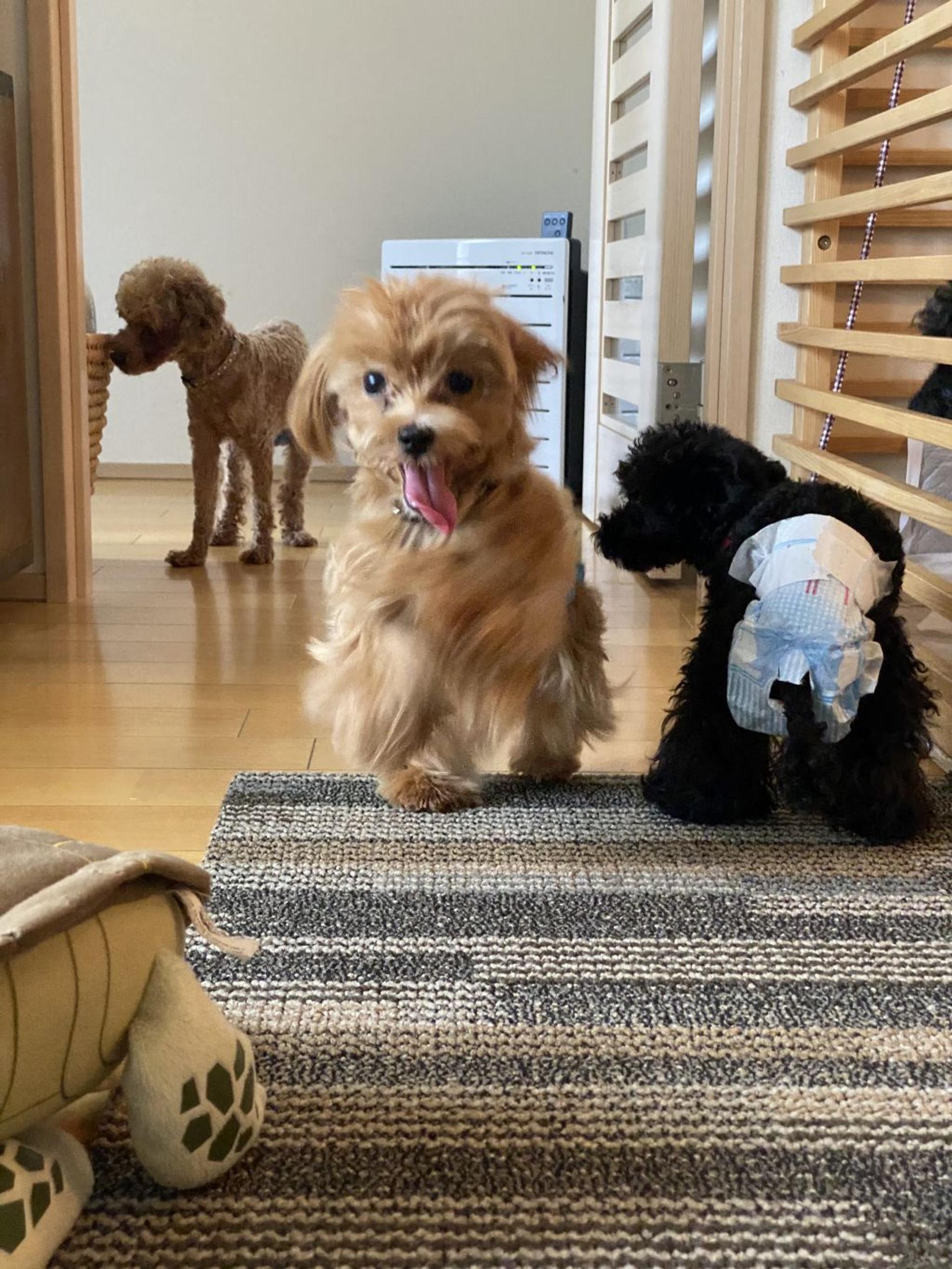pet-image-3