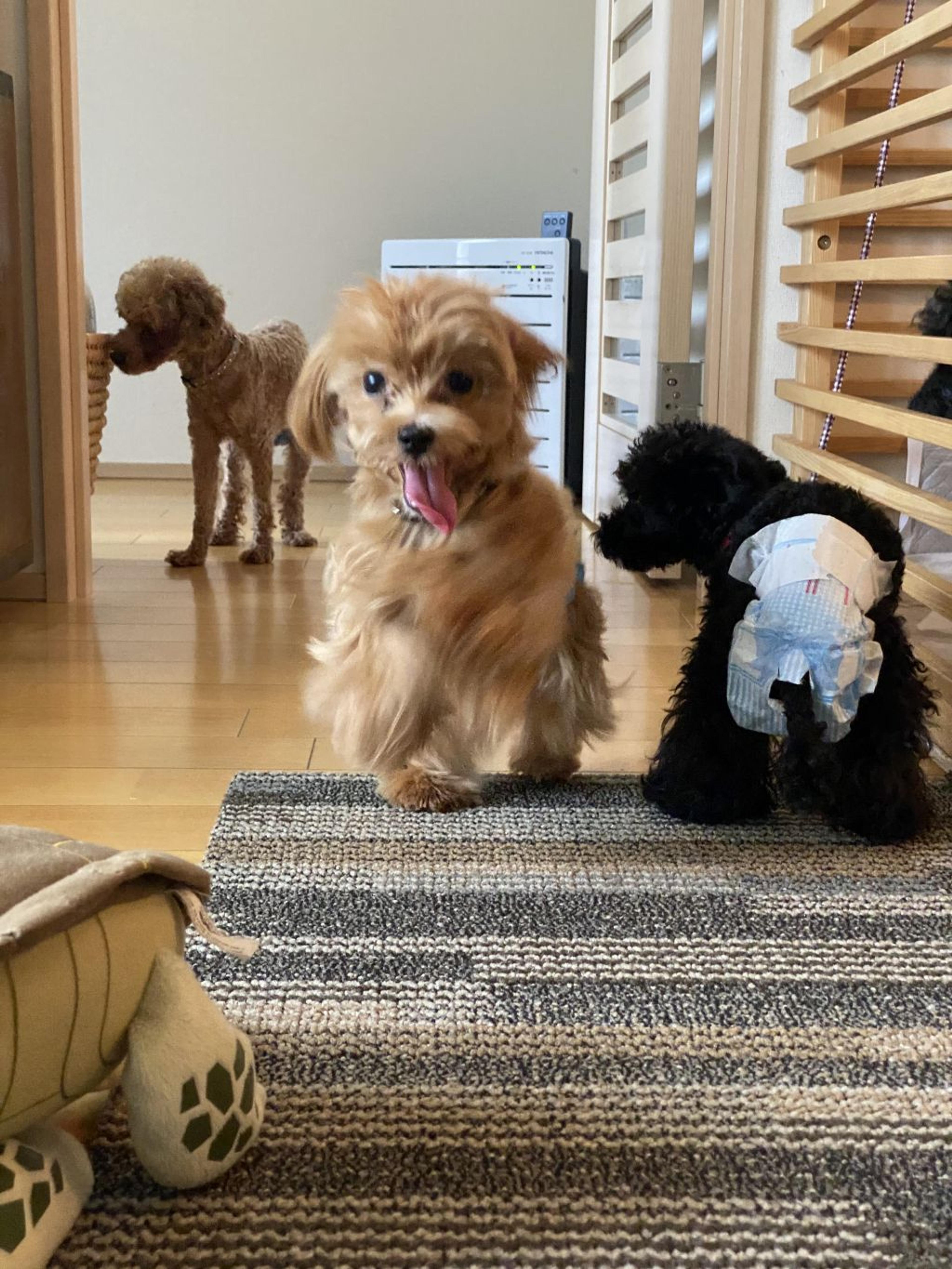 pet-image-3