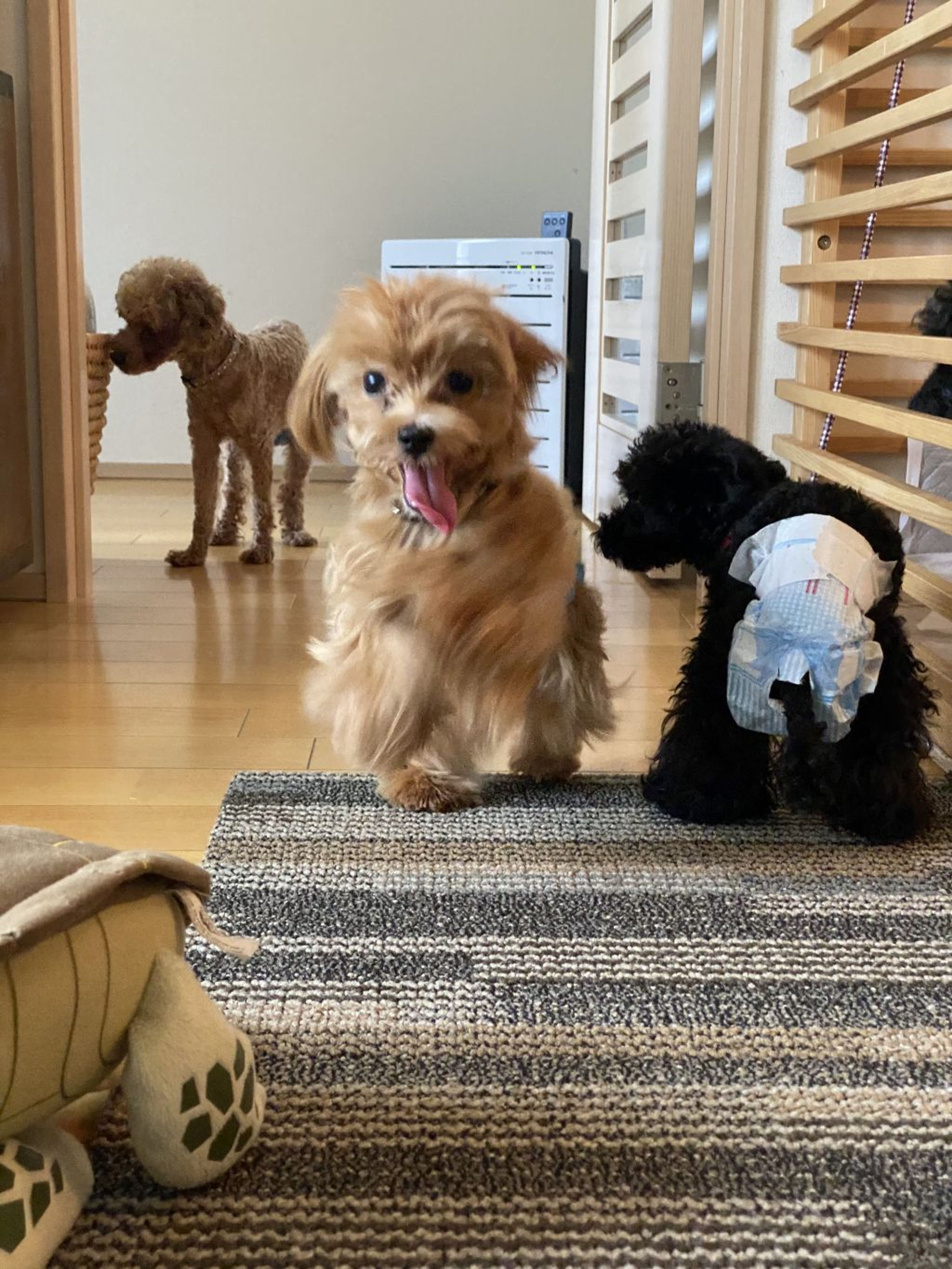 pet-image-3