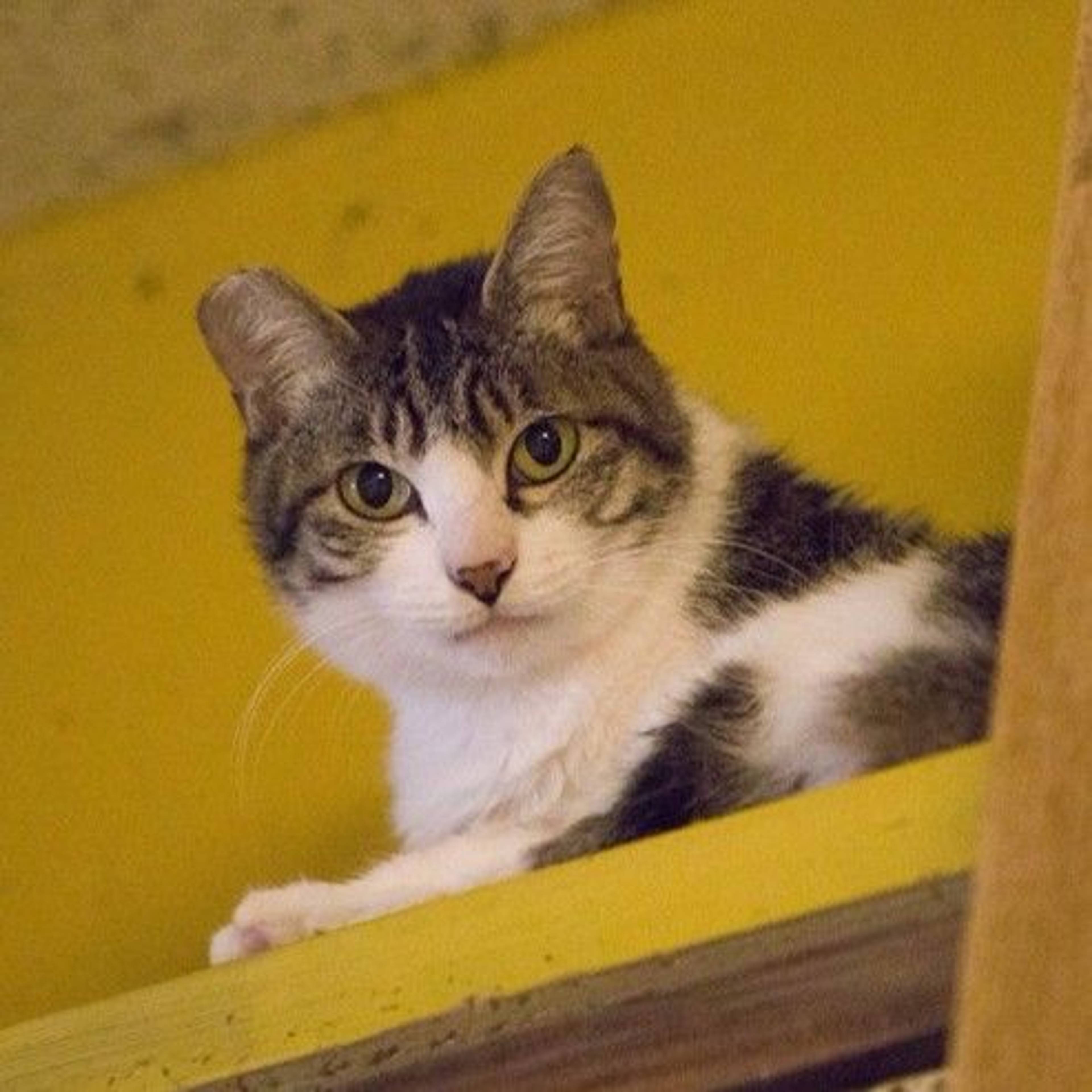 雑種（ミックス猫）・メスの里親募集の写真