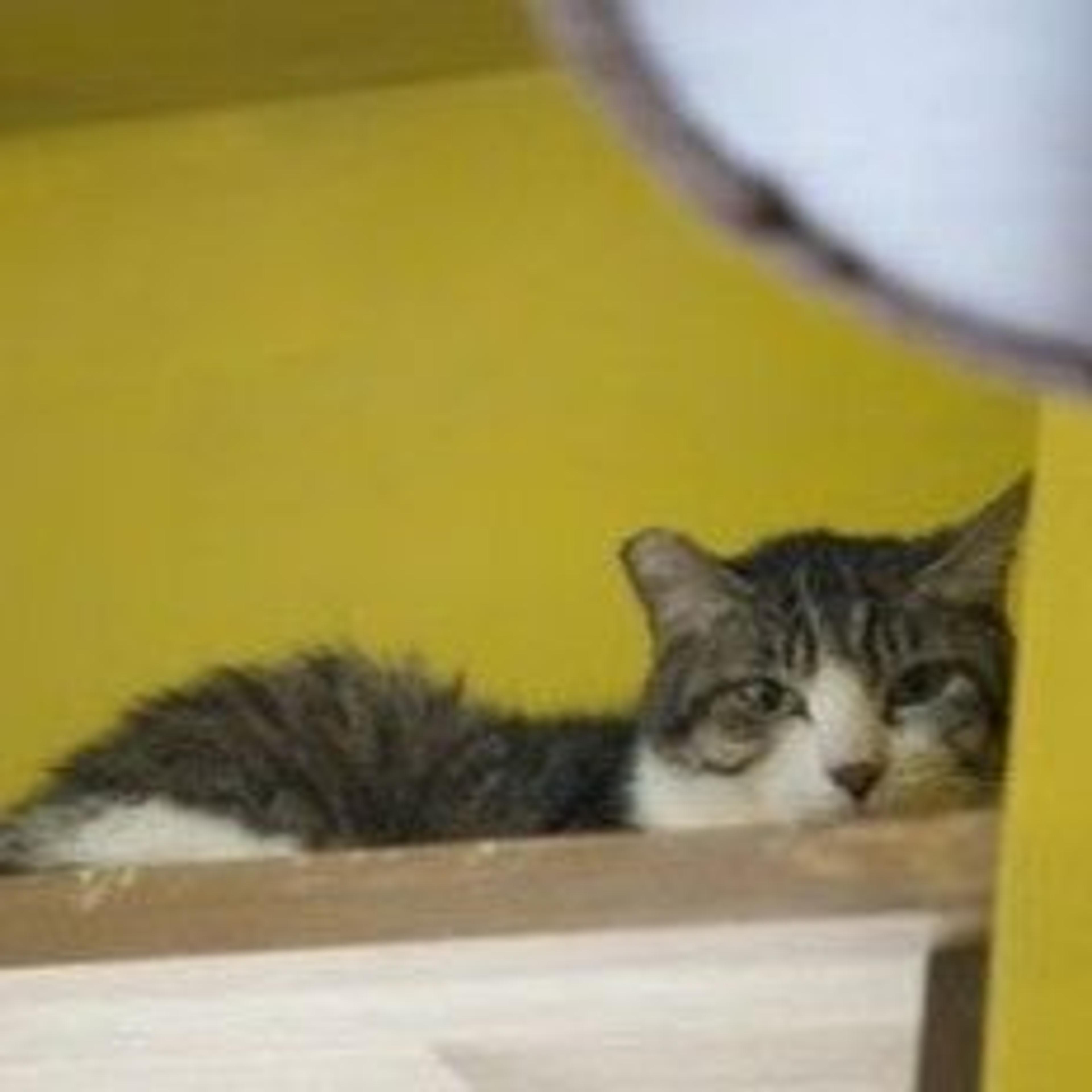 pet-image-2