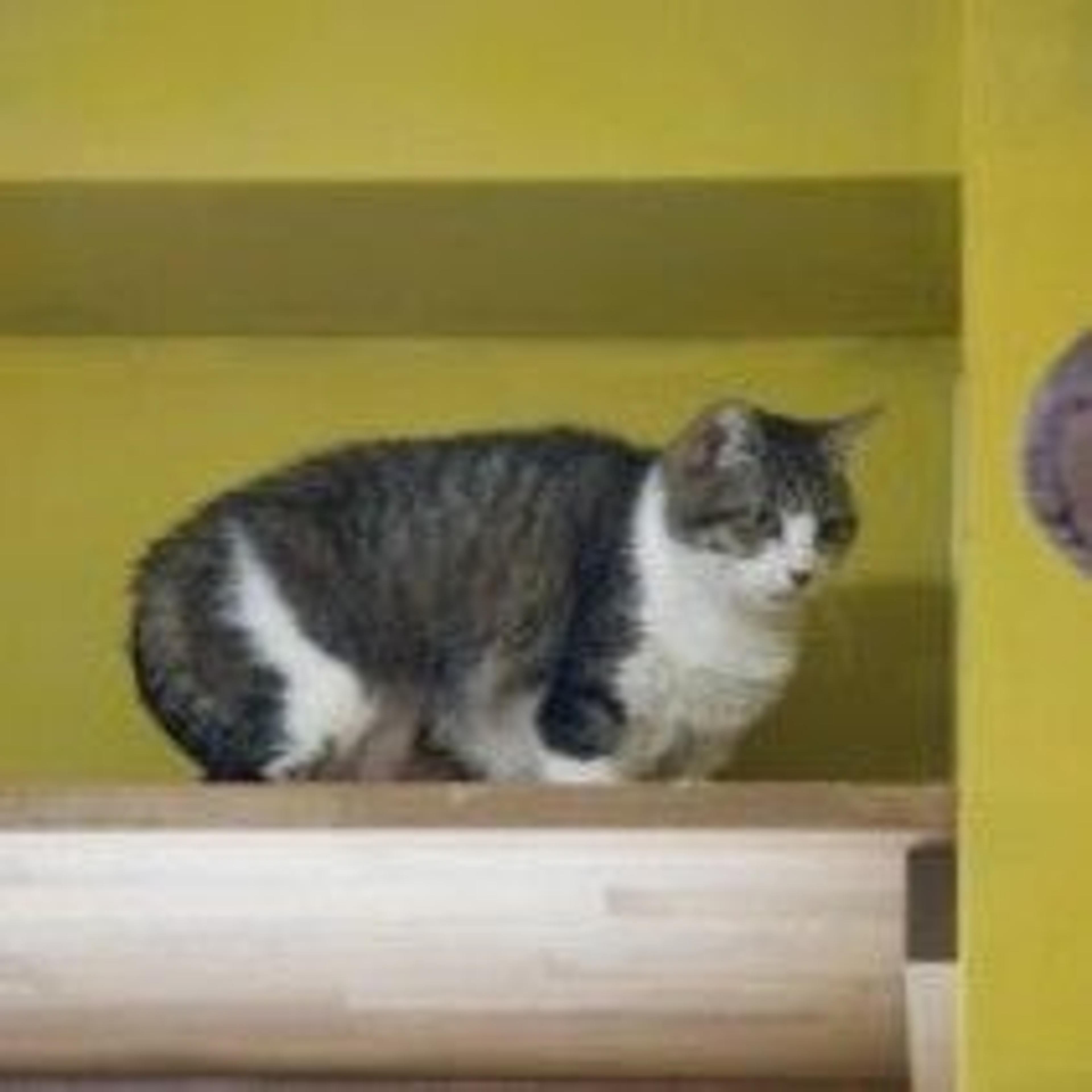 pet-image-3