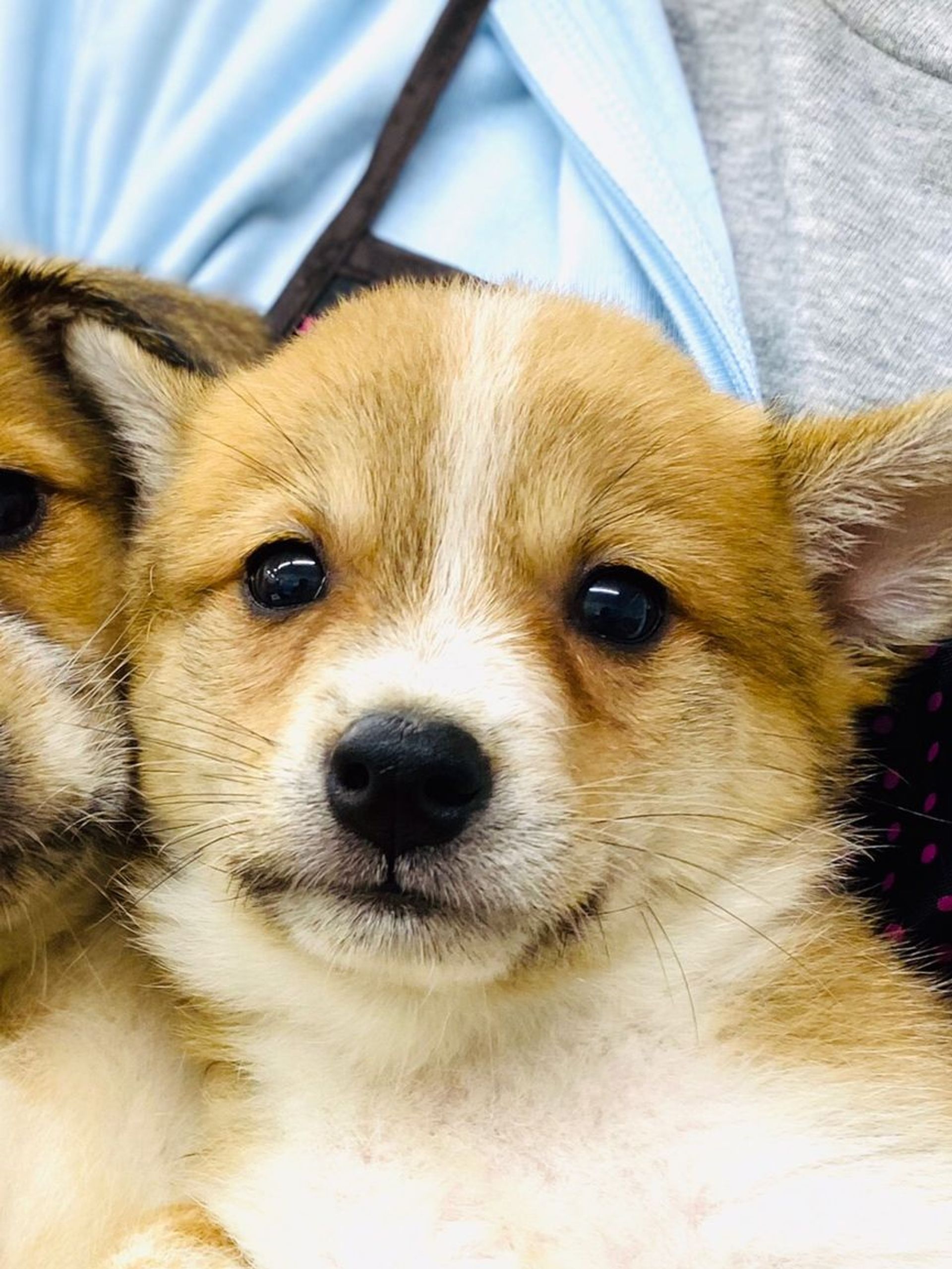 雑種（ミックス犬）・オスの里親募集の写真