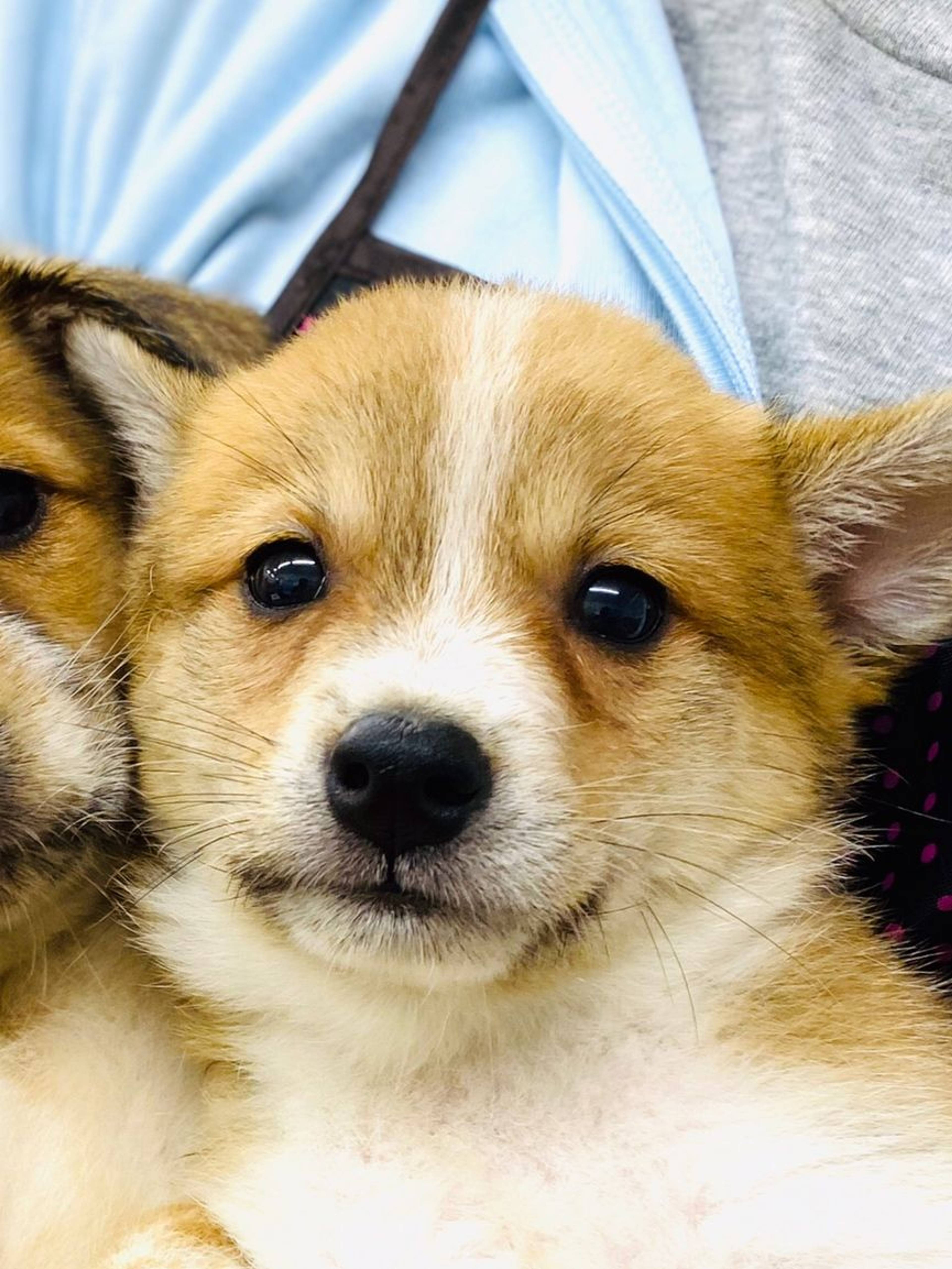 雑種（ミックス犬）・オスの里親募集の写真
