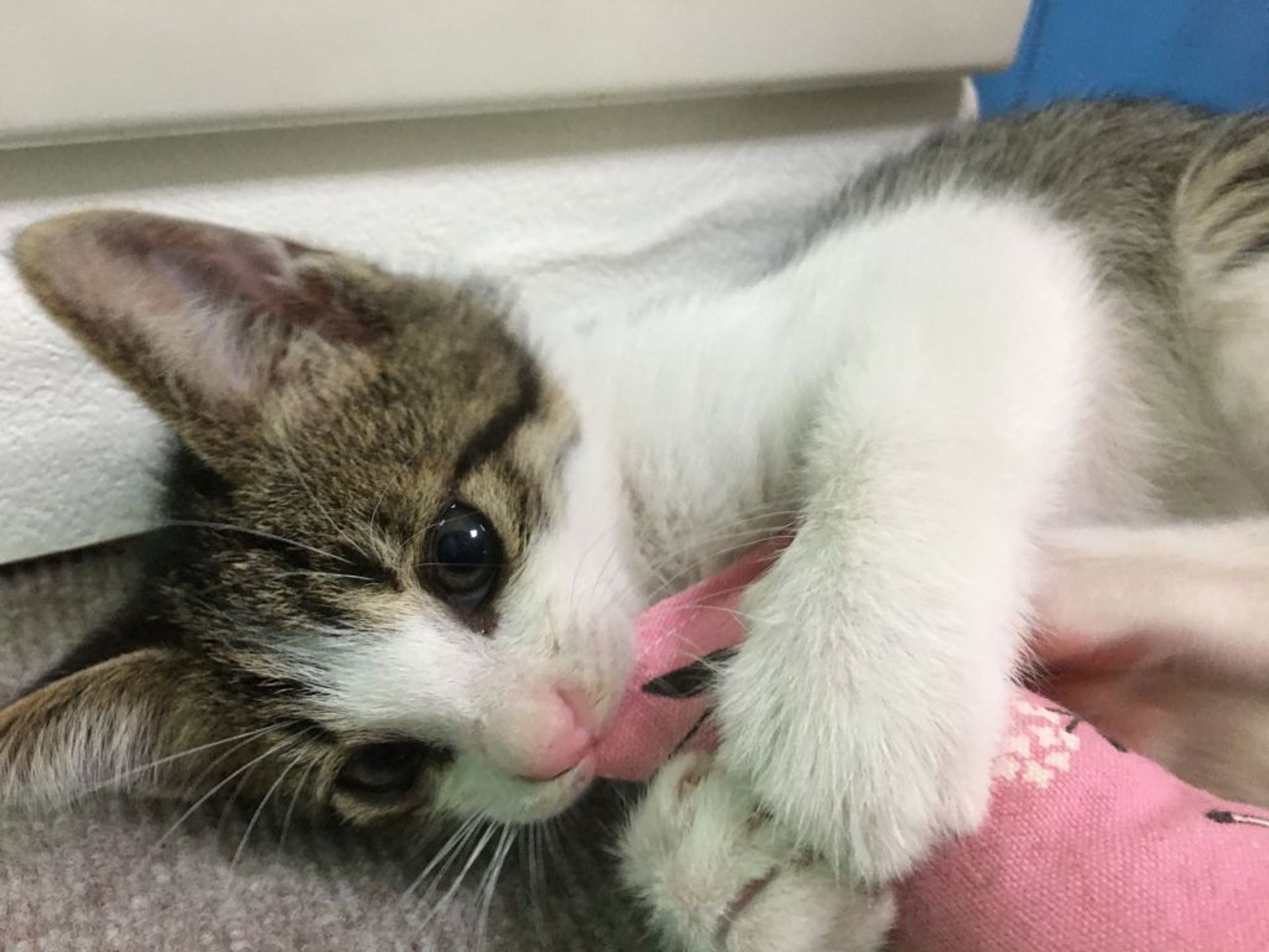 雑種（ミックス猫）・オスの里親募集の写真