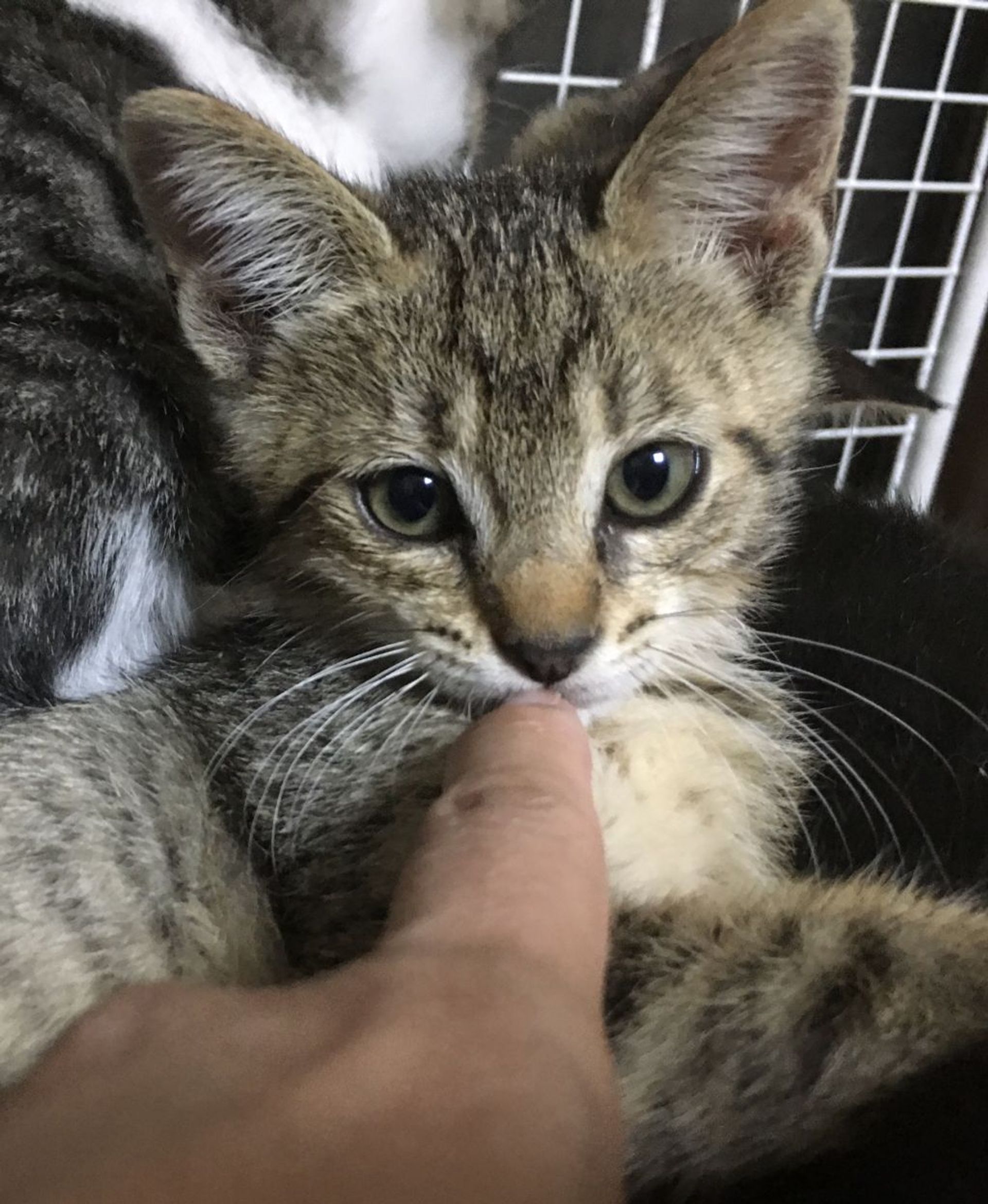 雑種（ミックス猫）・メスの里親募集の写真