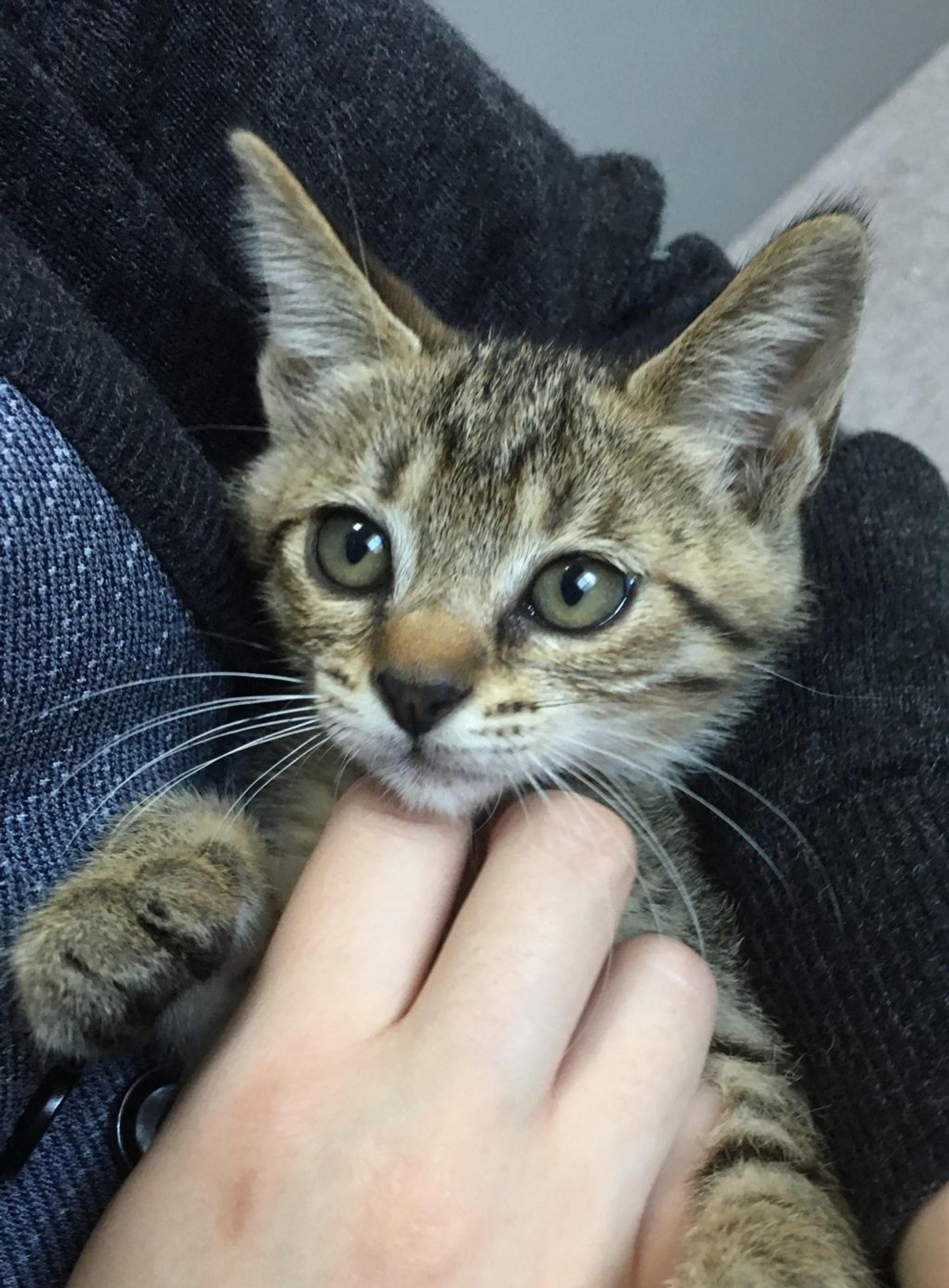 pet-image-2